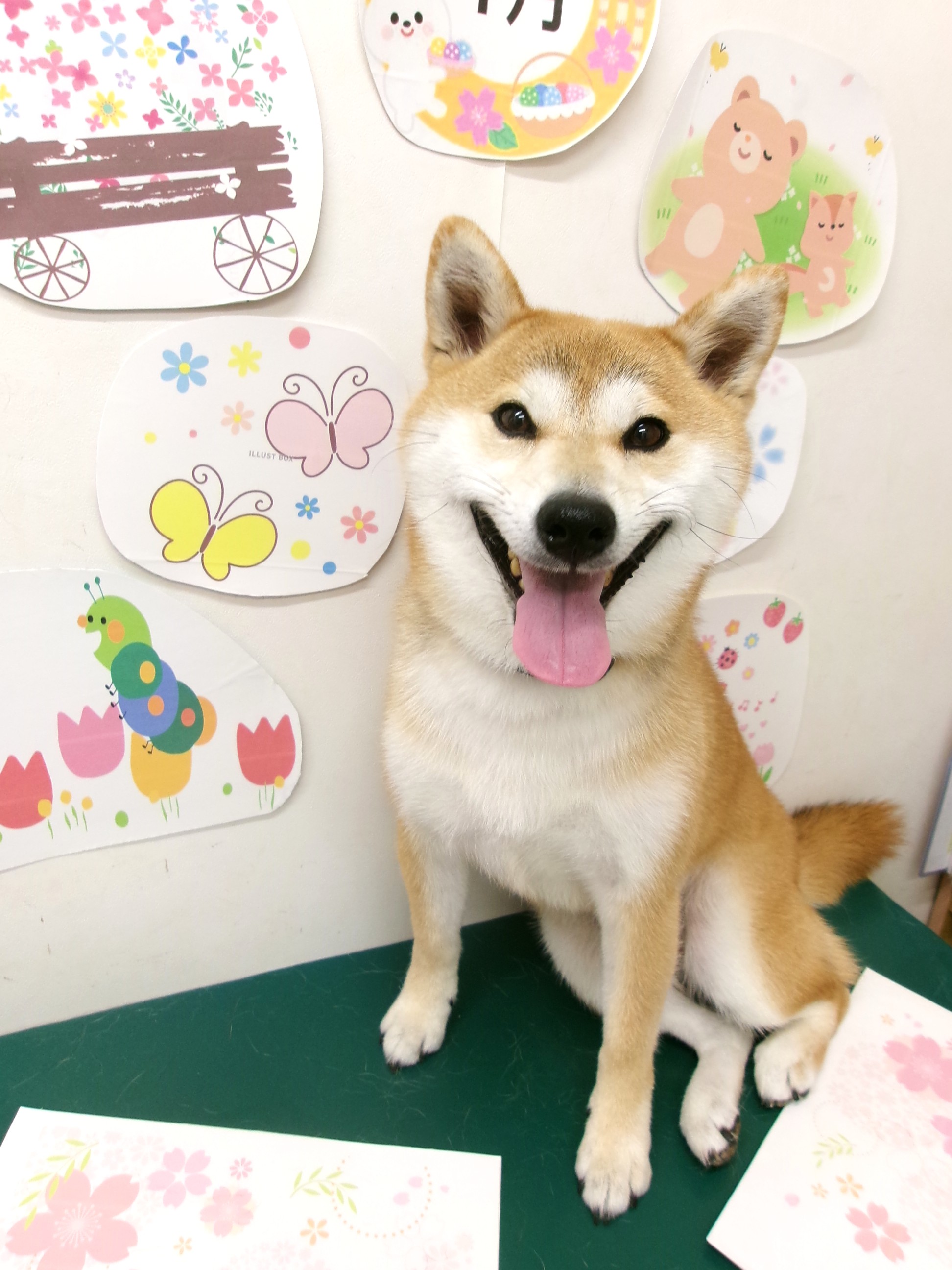 トリミングサロン シュシュどうぶつ病院のトリミングカット-9917の1枚目