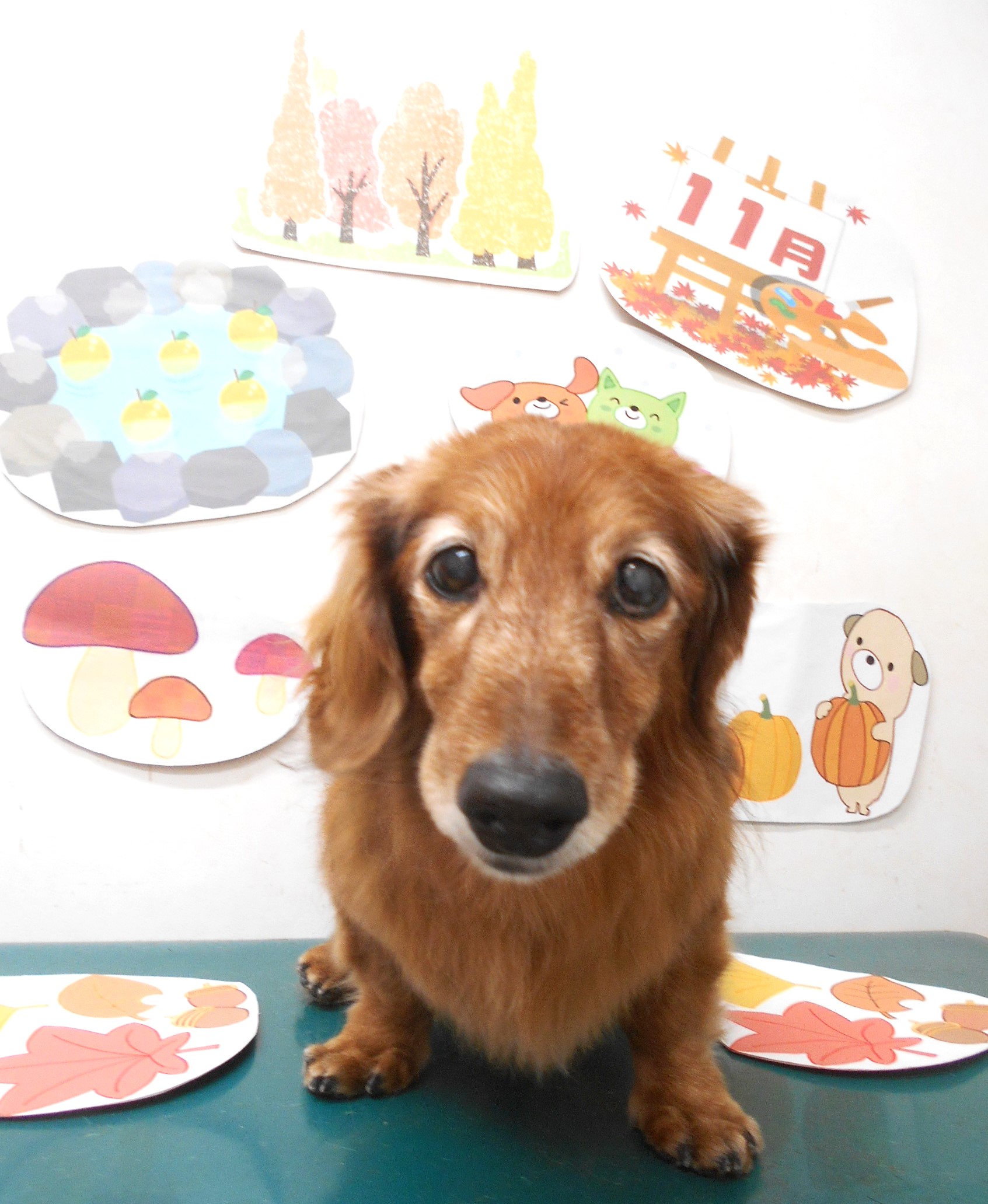 ミニチュアダックスフンドのトリミングカット シュシュどうぶつ病院の1枚目