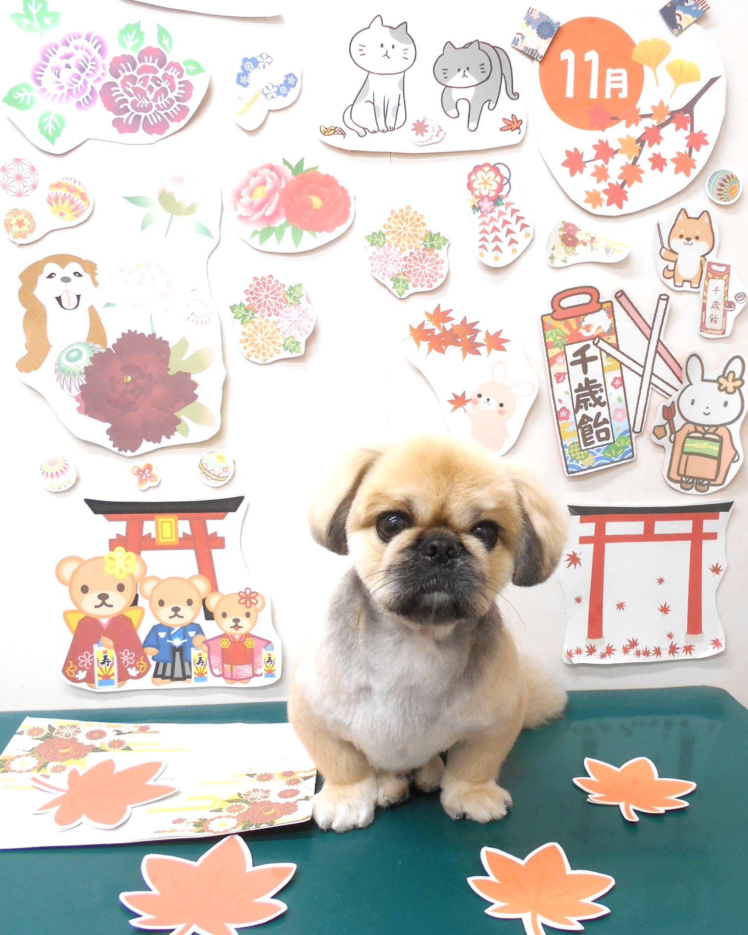 ミックス犬(その他)のトリミングカット シュシュどうぶつ病院の1枚目