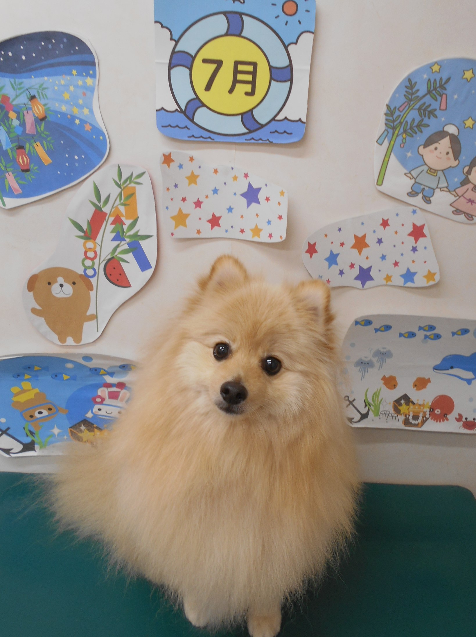 ポメラニアンのトリミングカット シュシュどうぶつ病院の1枚目