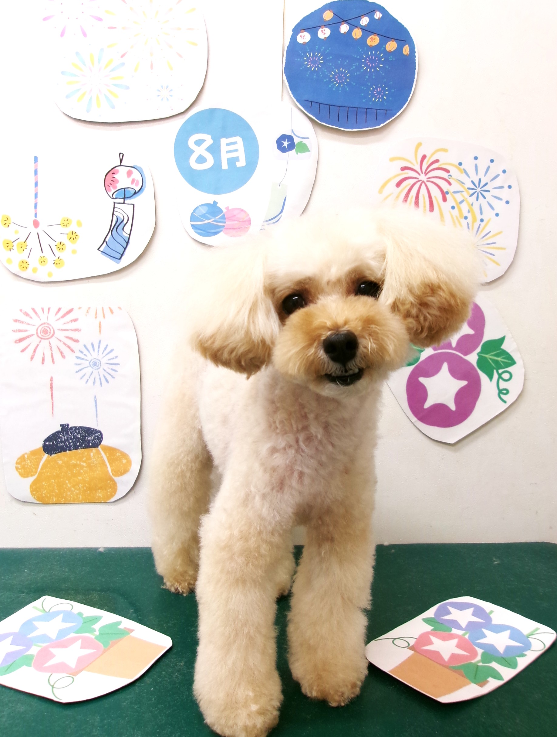 トリミングサロン シュシュどうぶつ病院のトリミングカット-10302の1枚目