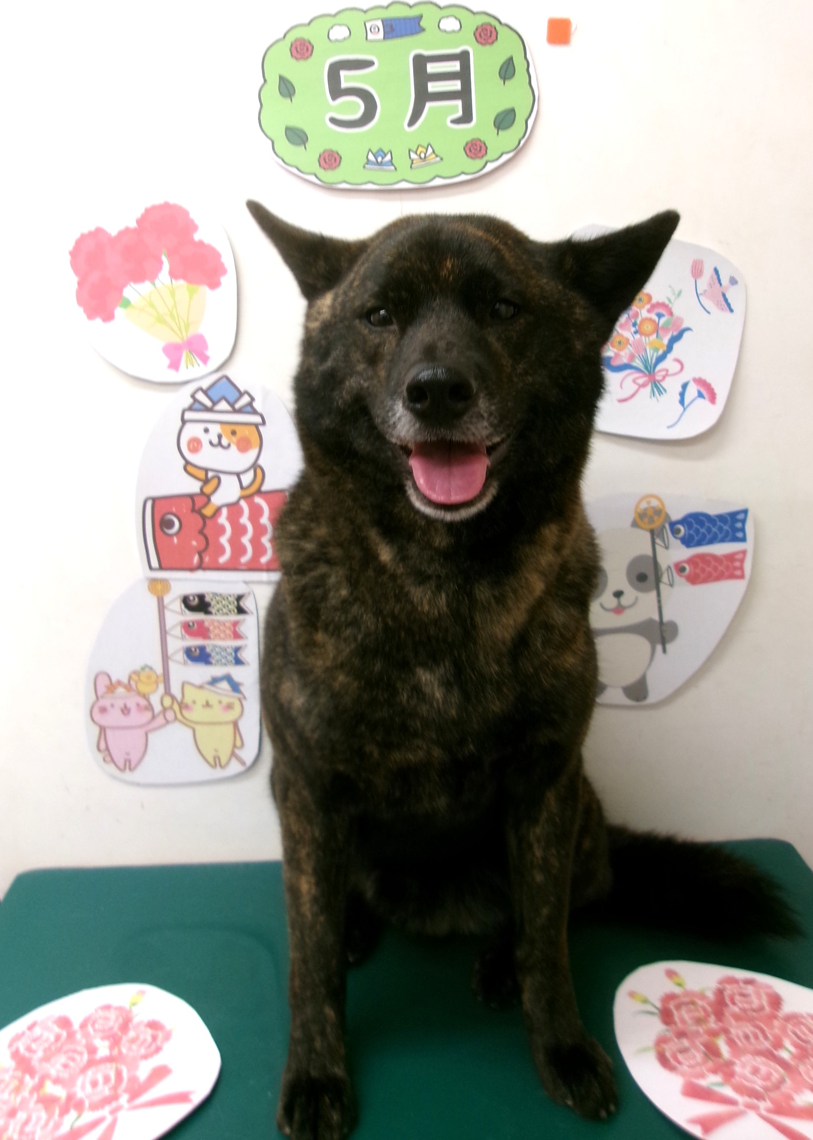甲斐犬のトリミングカット シュシュどうぶつ病院の1枚目