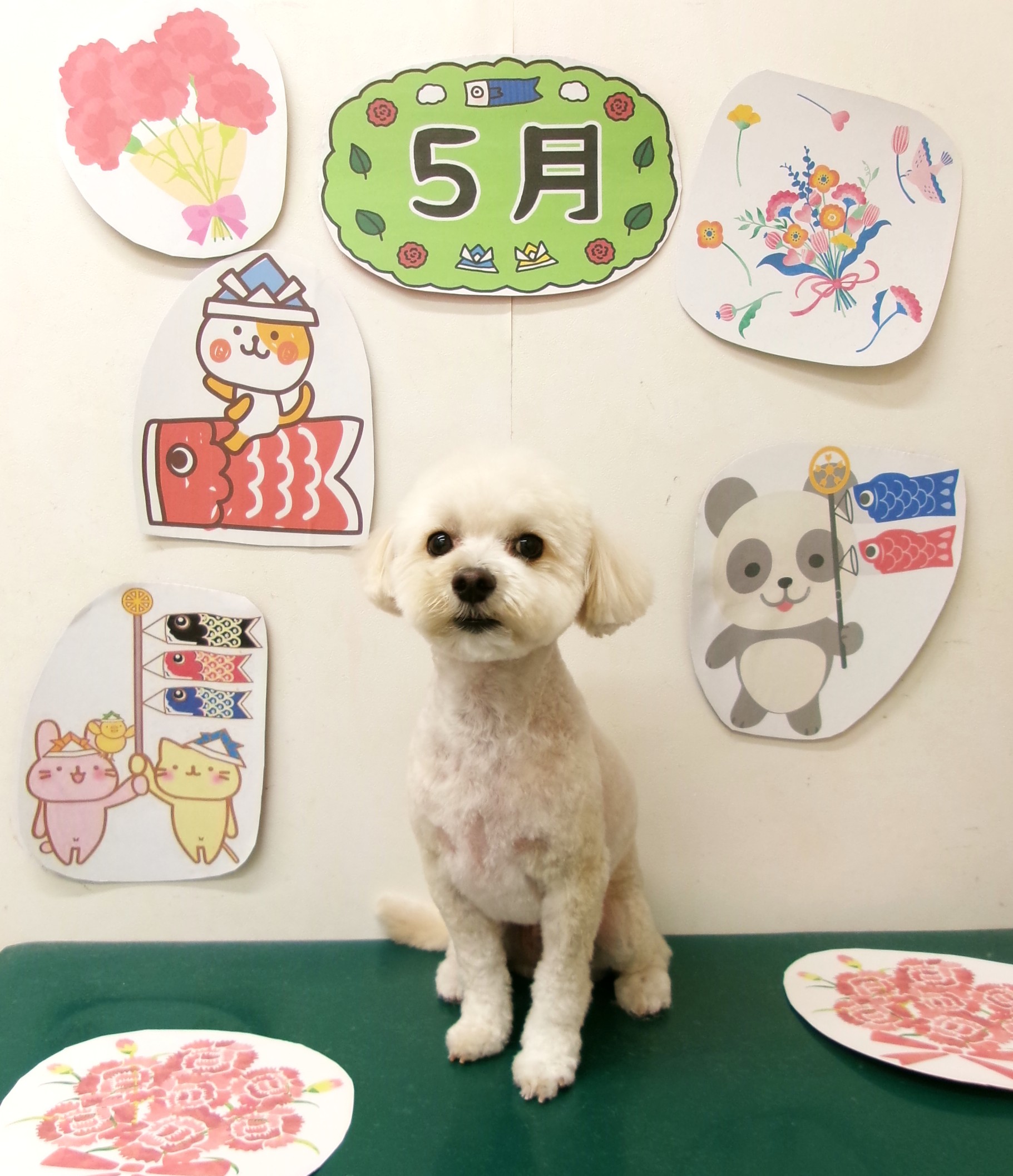 マルプー (マルチーズ×トイプードル)のトリミングカット シュシュどうぶつ病院の1枚目