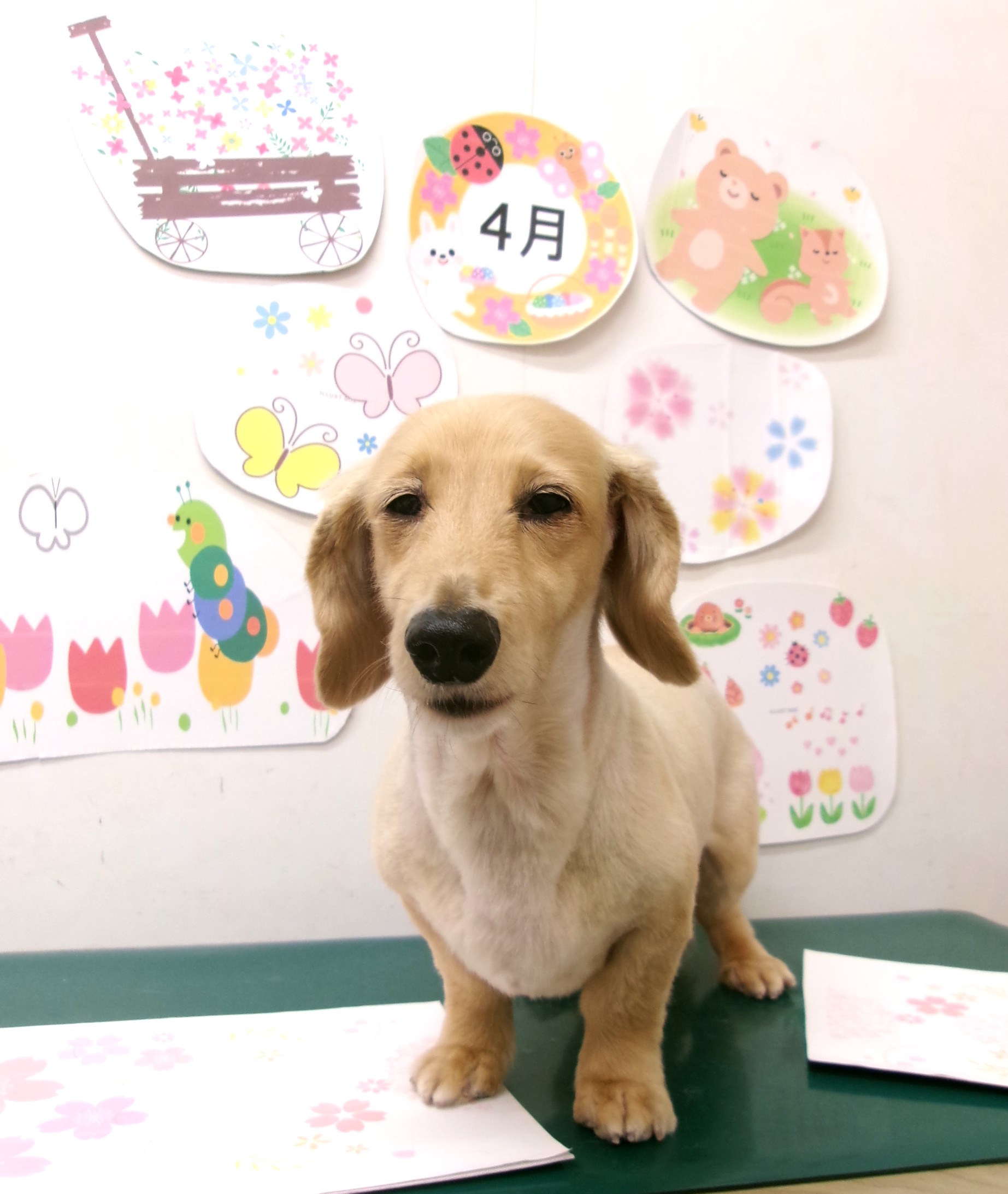 トリミングサロン シュシュどうぶつ病院のトリミングカット-9918の1枚目