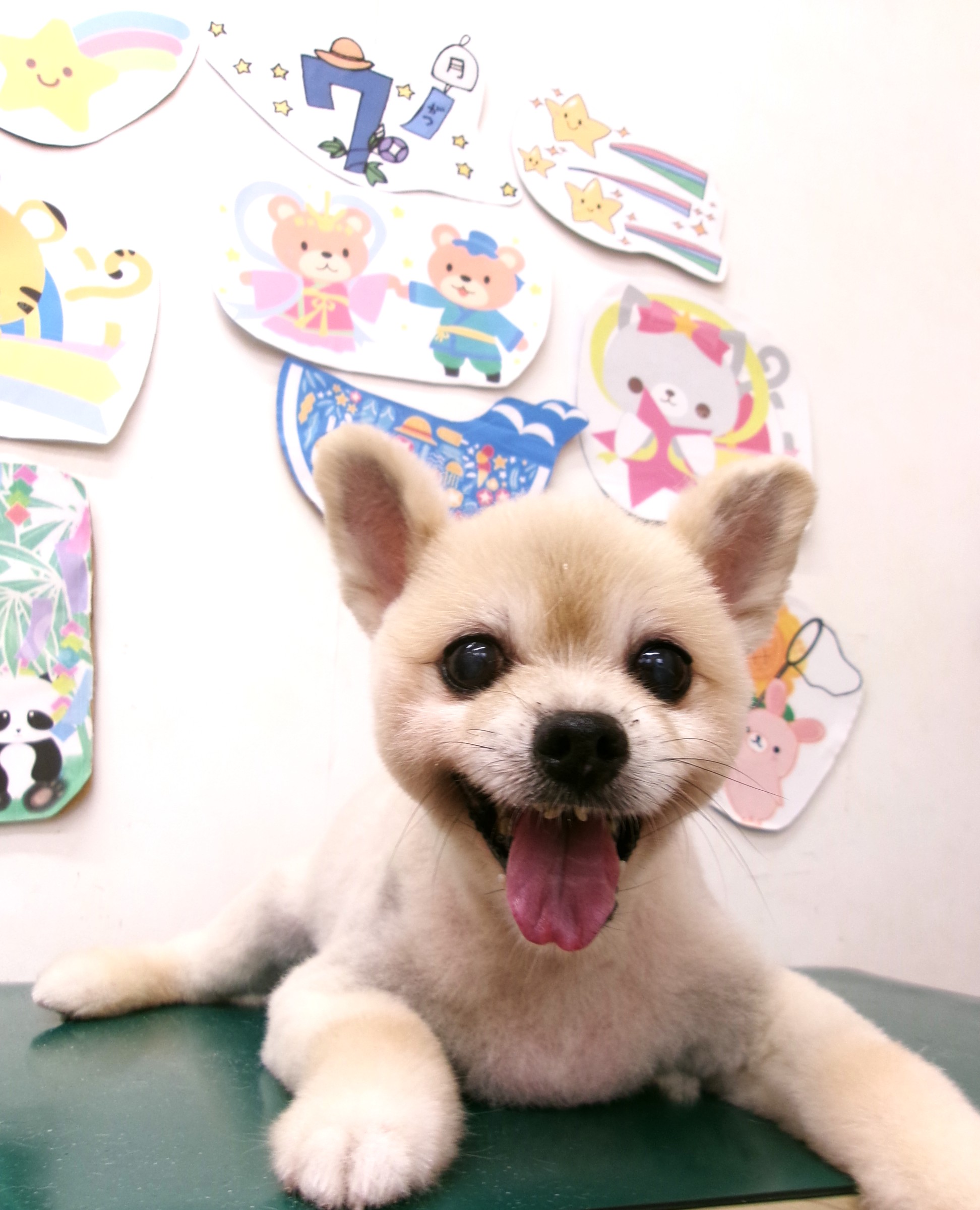 トリミングサロン シュシュどうぶつ病院のトリミングカット-10220の1枚目