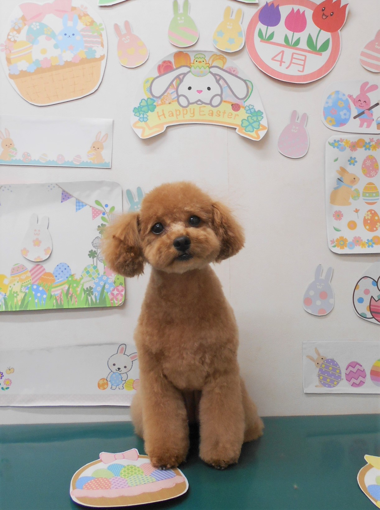 トイプードルのトリミングカット シュシュどうぶつ病院の1枚目