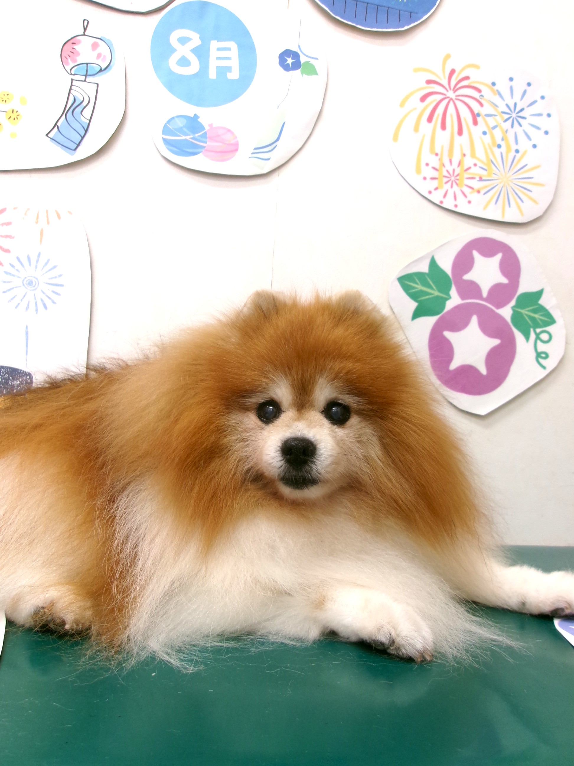 トリミングサロン シュシュどうぶつ病院のトリミングカット-10327の1枚目