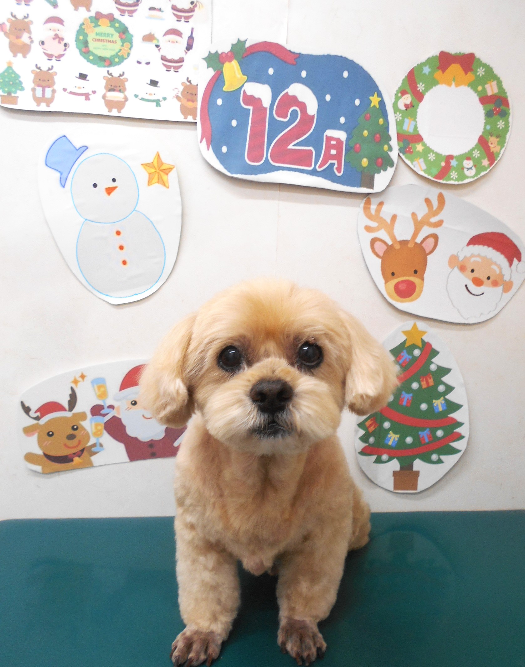 ミックス犬(その他)のトリミングカット シュシュどうぶつ病院の1枚目