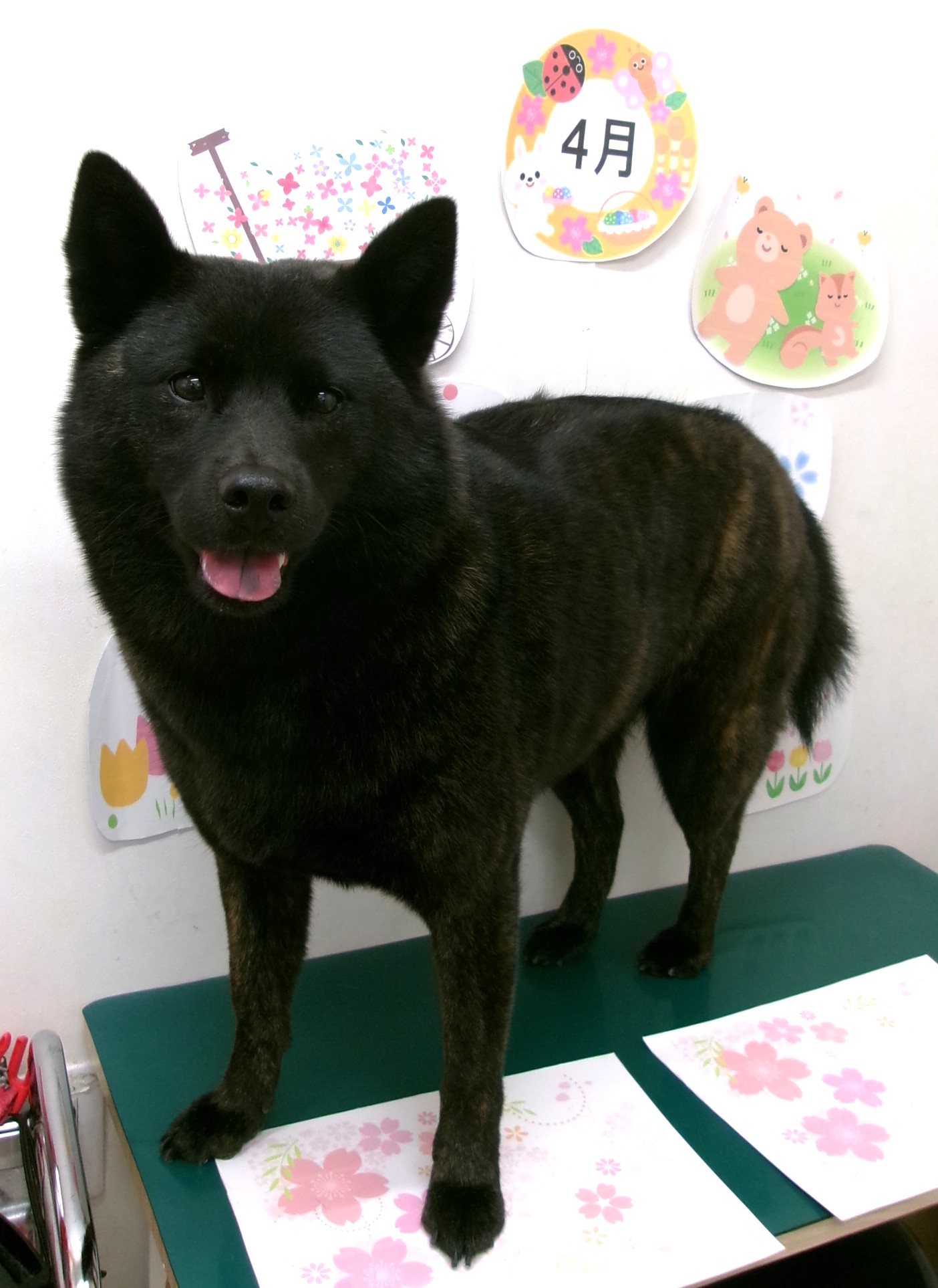 トリミングサロン シュシュどうぶつ病院のトリミングカット-9916の1枚目