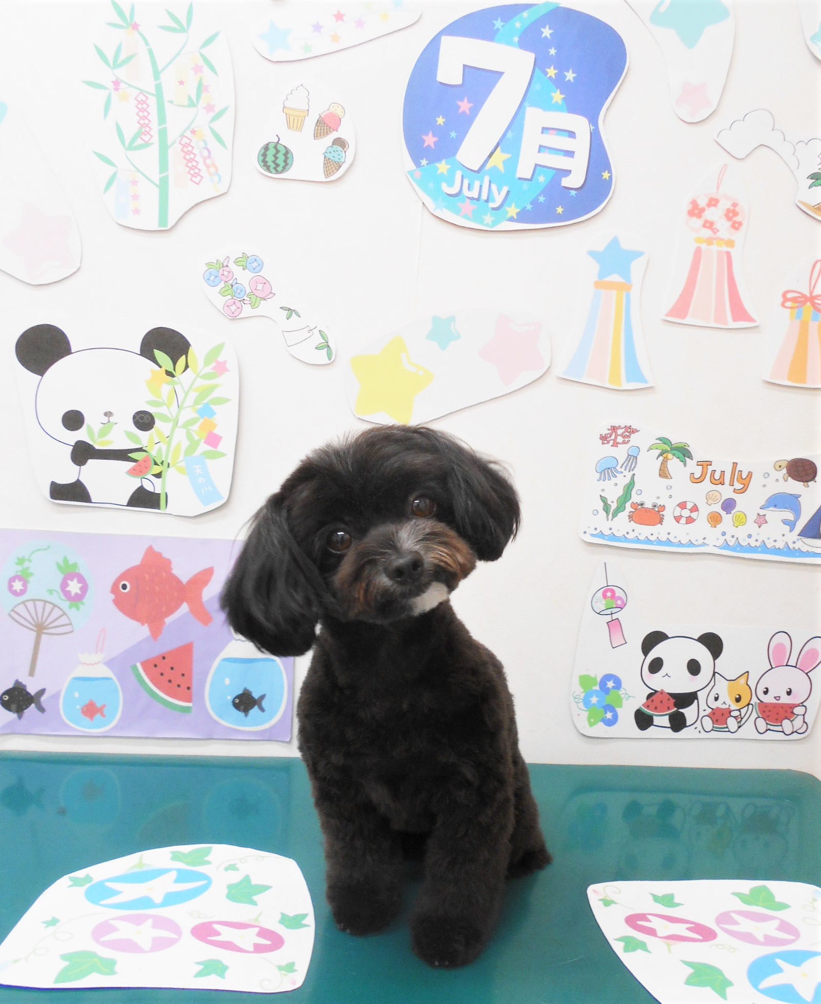 ミックス犬(その他)のトリミングカット シュシュどうぶつ病院の1枚目