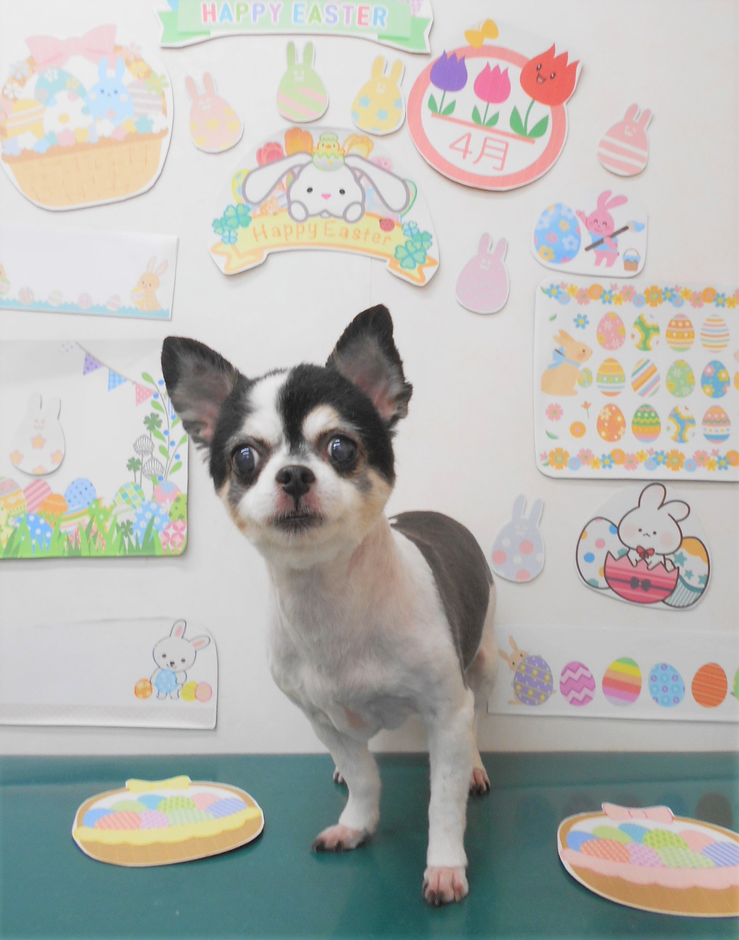 チワワのトリミングカット シュシュどうぶつ病院の1枚目