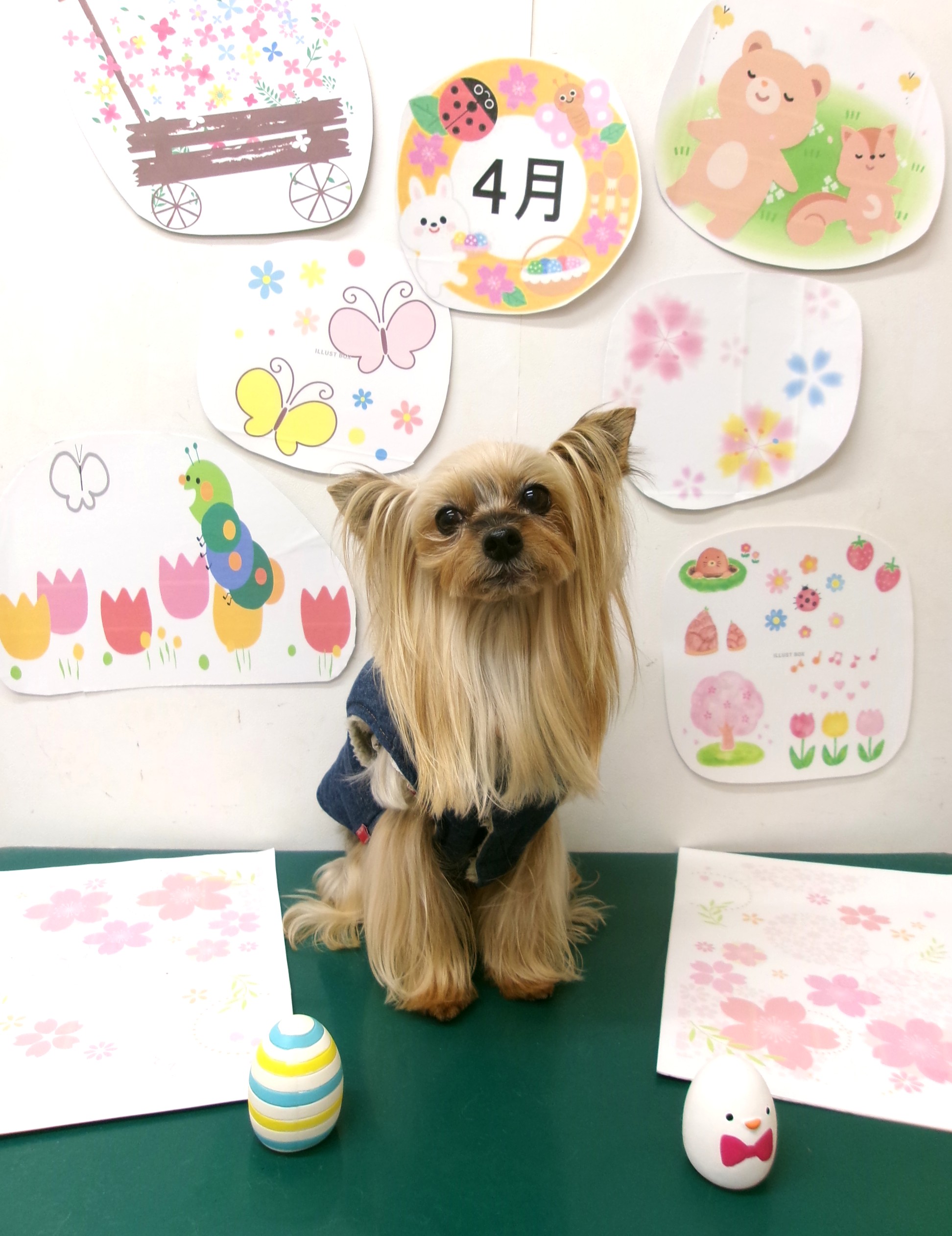 トリミングサロン シュシュどうぶつ病院のトリミングカット-9912の1枚目
