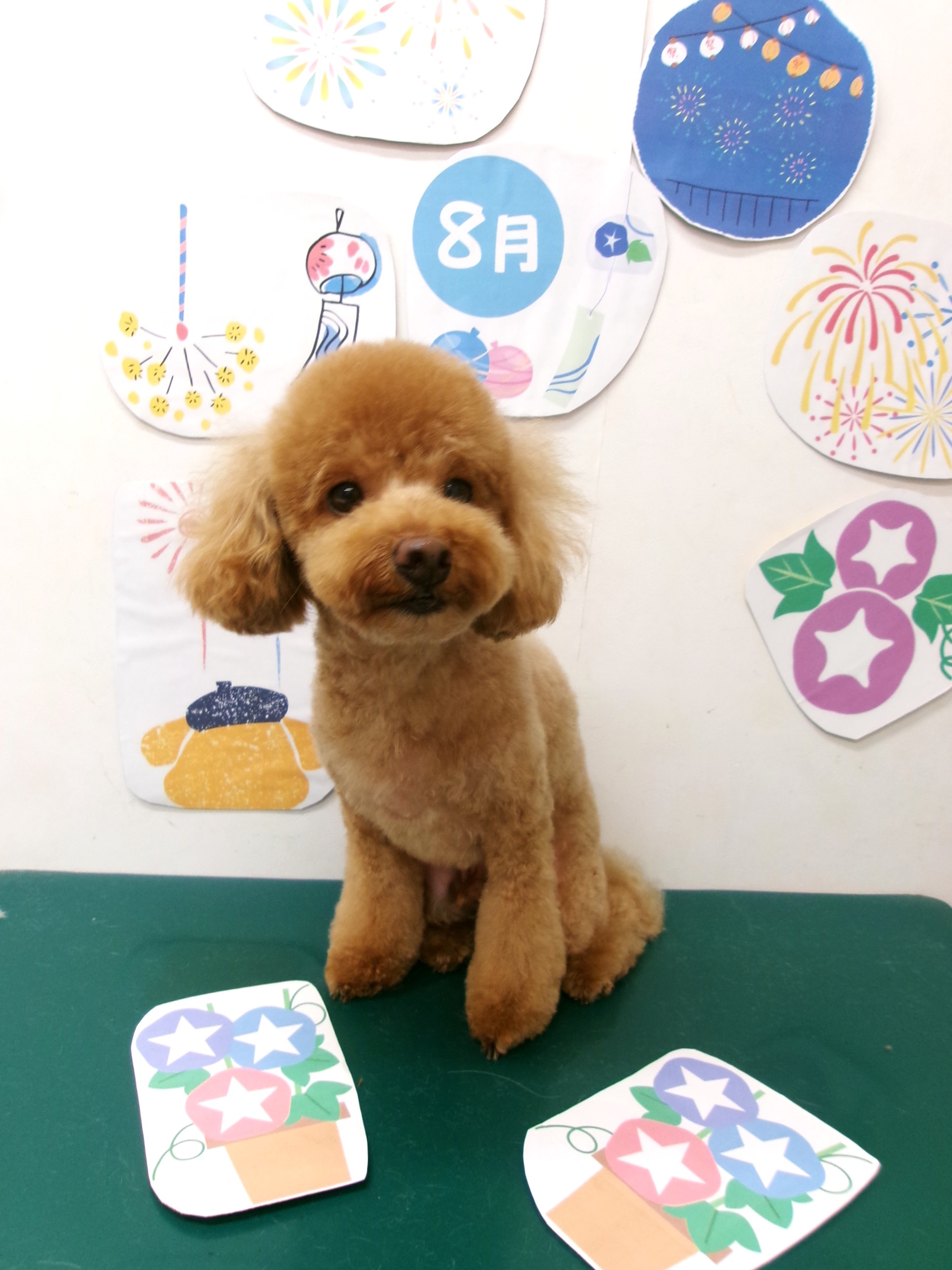 トリミングサロン シュシュどうぶつ病院のトリミングカット-10270の1枚目