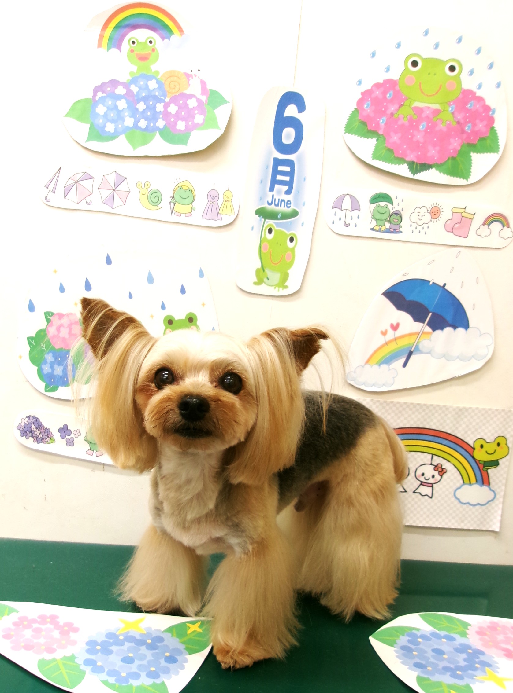 トリミングサロン シュシュどうぶつ病院のトリミングカット-10168の1枚目