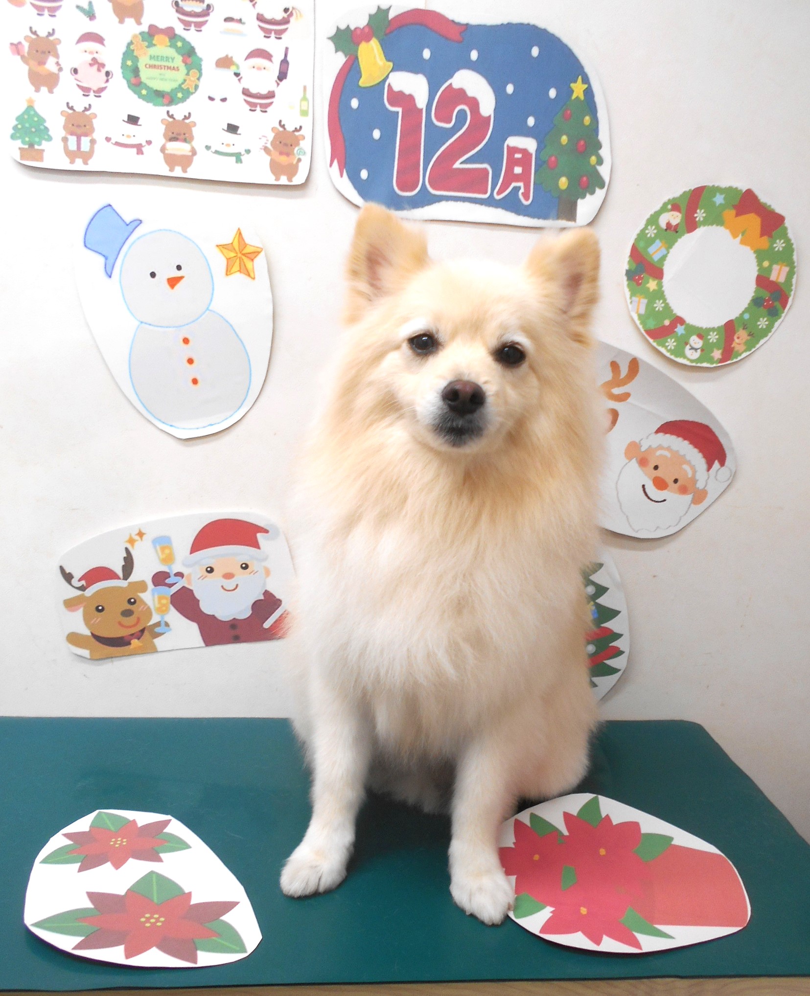 ポメラニアンのトリミングカット シュシュどうぶつ病院の1枚目