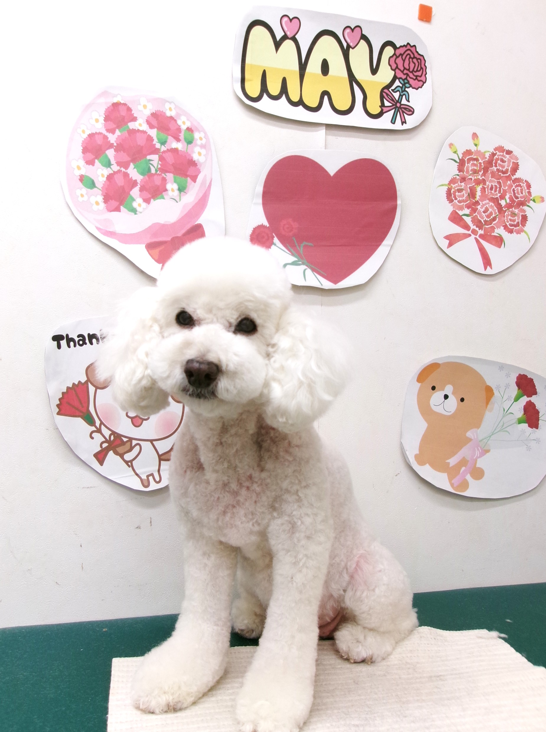 トリミングサロン シュシュどうぶつ病院のトリミングカット-10072の1枚目