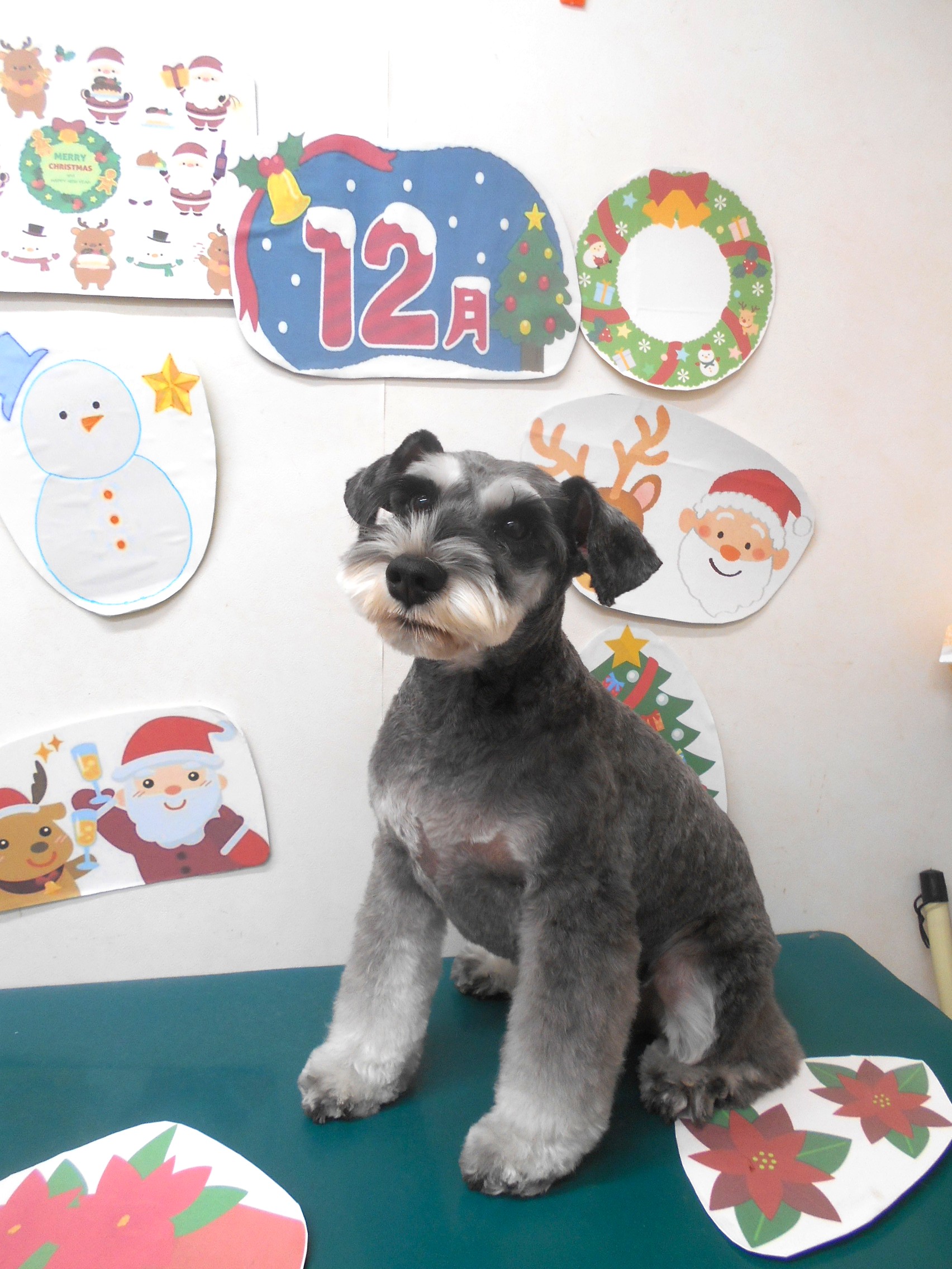 トリミングサロン シュシュどうぶつ病院のトリミングカット-9610の1枚目