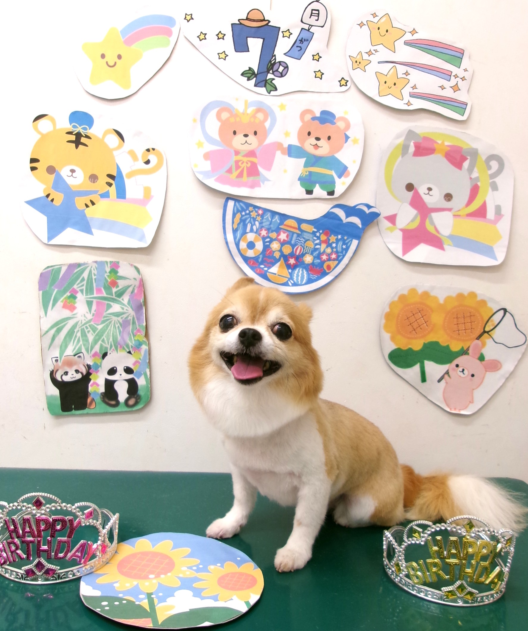 チワワのトリミングカット シュシュどうぶつ病院の1枚目