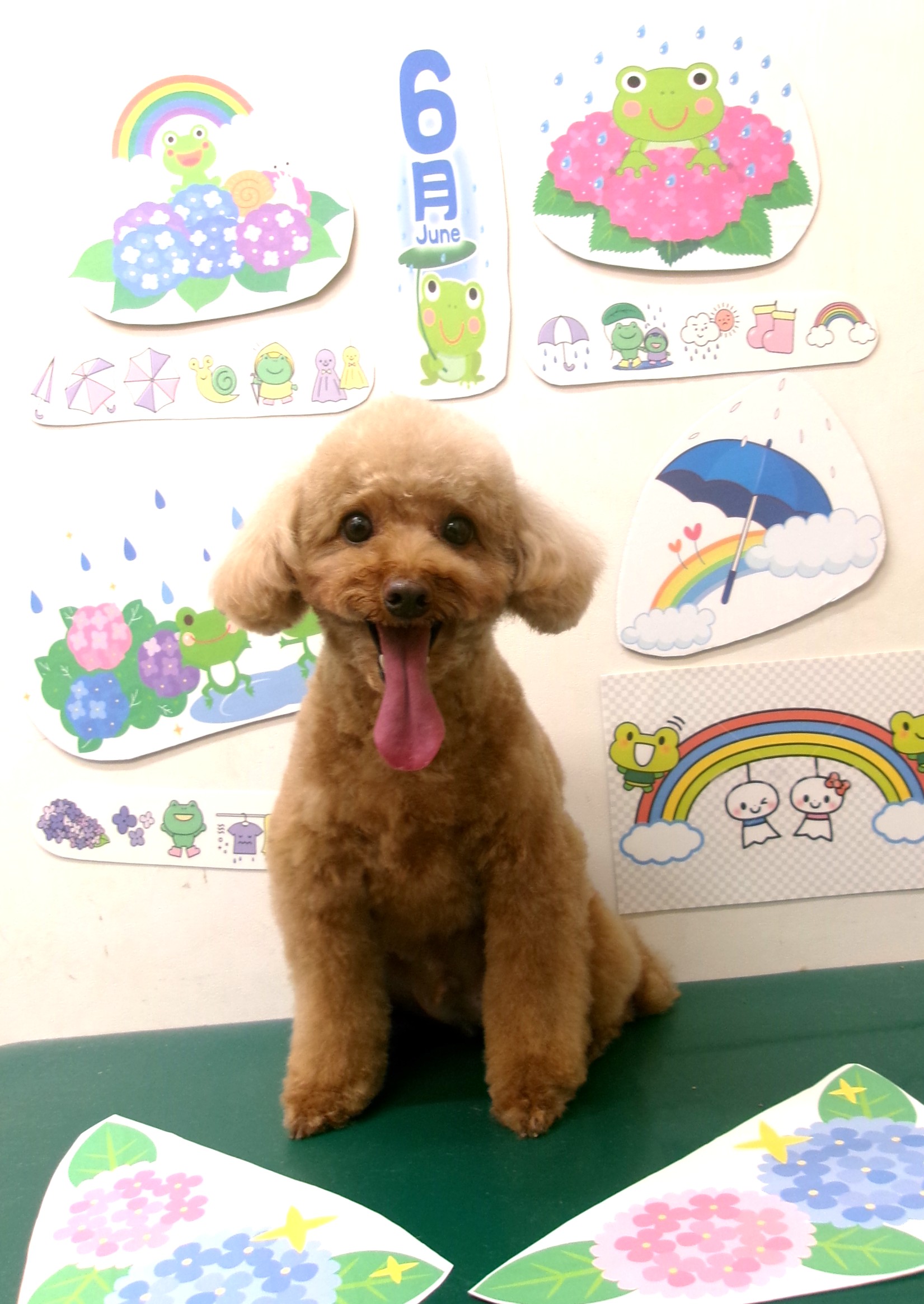 トリミングサロン シュシュどうぶつ病院のトリミングカット-10091の1枚目