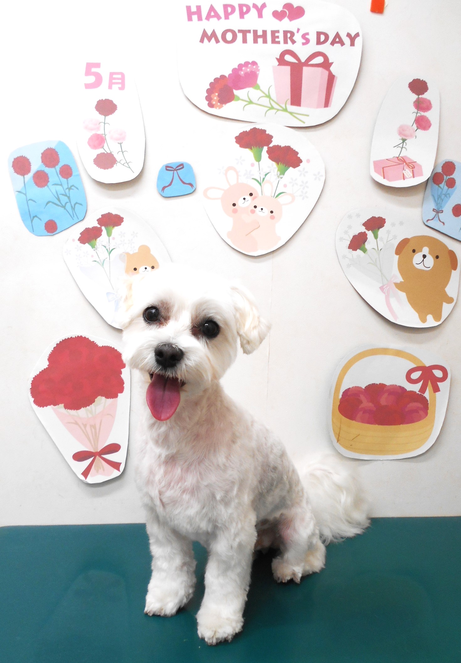 マルチーズのトリミングカット シュシュどうぶつ病院の1枚目