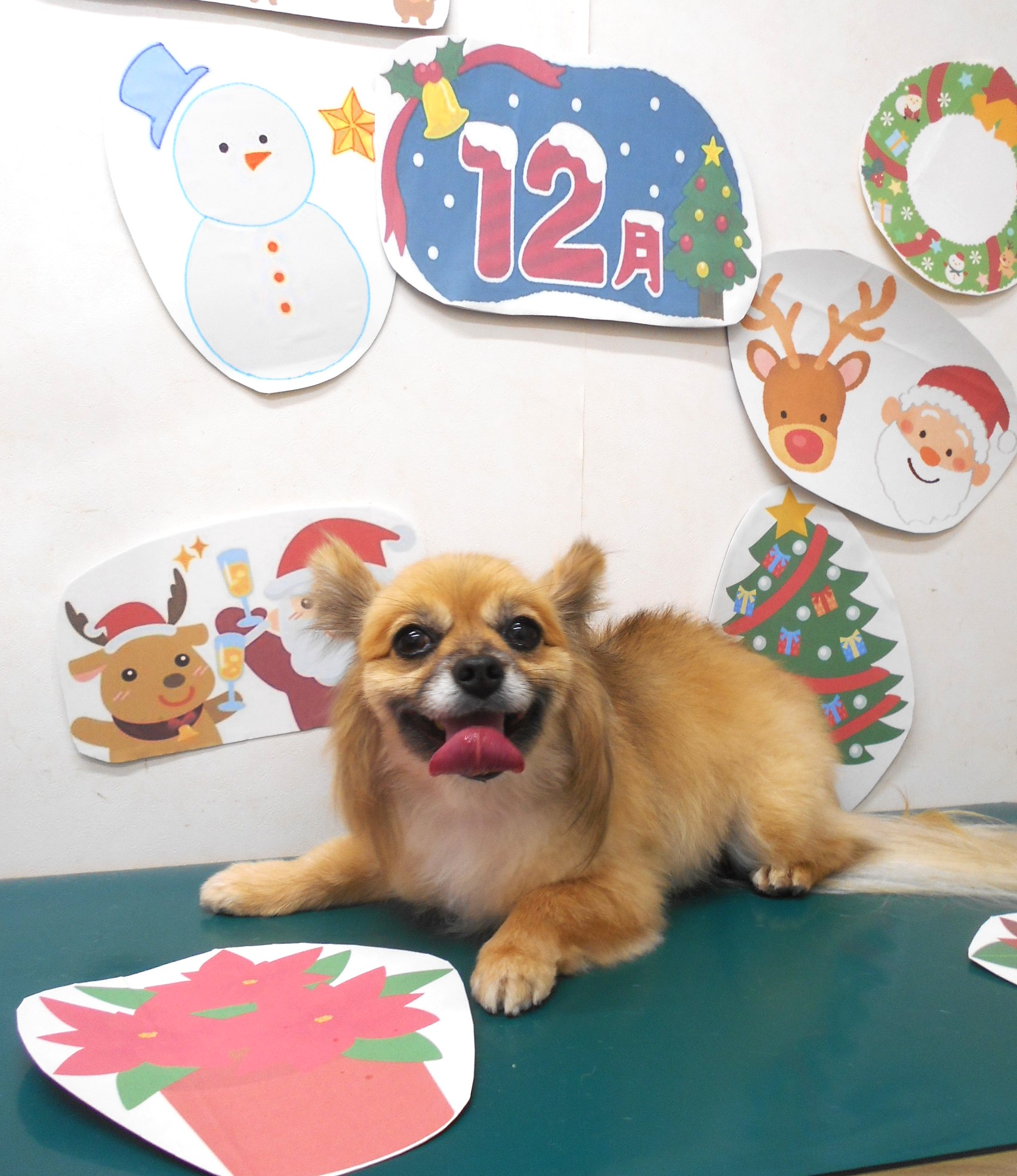 ミックス犬(その他)のトリミングカット シュシュどうぶつ病院の1枚目