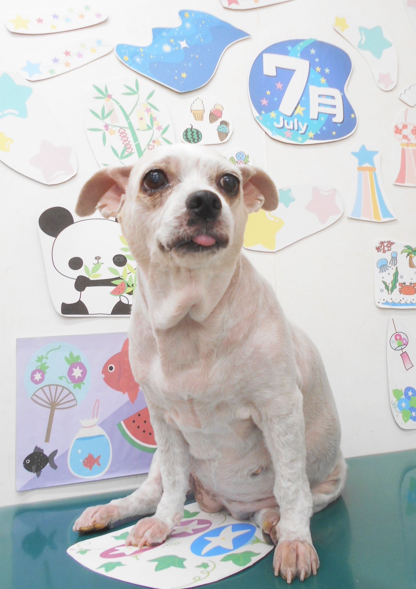 ミックス犬(その他)のトリミングカット シュシュどうぶつ病院の1枚目