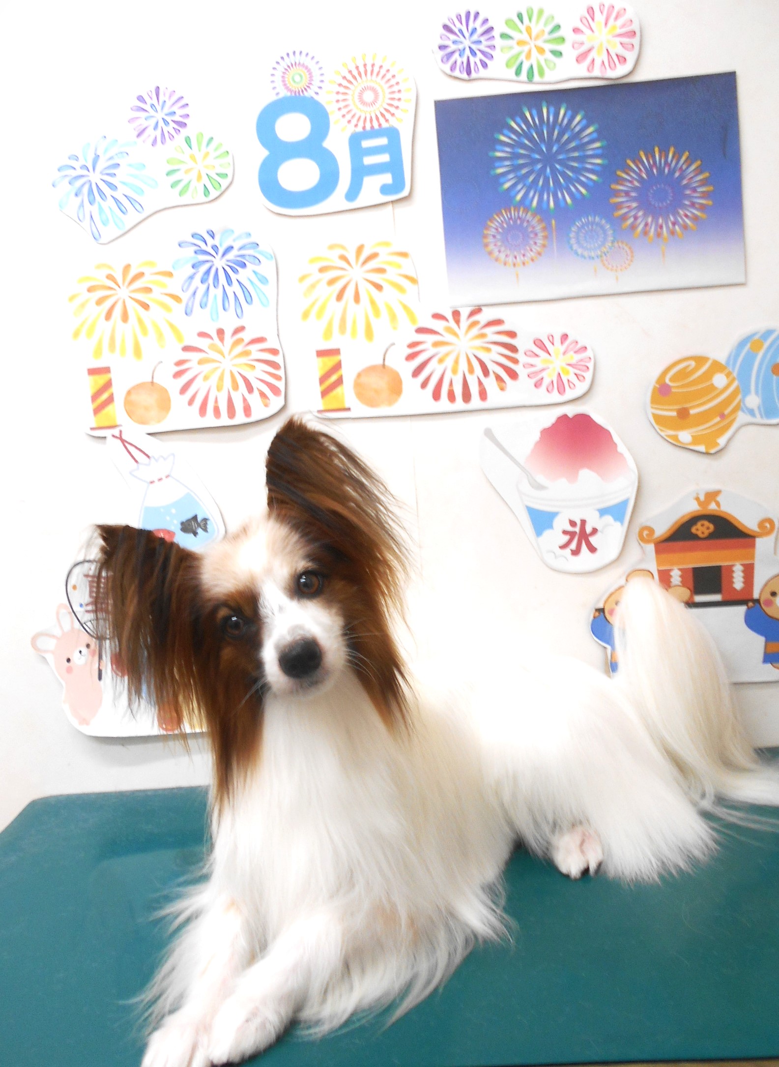ミックス犬(その他)のトリミングカット シュシュどうぶつ病院の1枚目