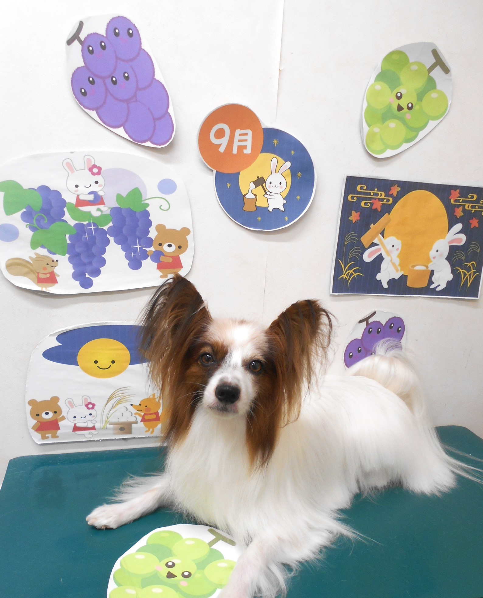ミックス犬(その他)のトリミングカット シュシュどうぶつ病院の1枚目