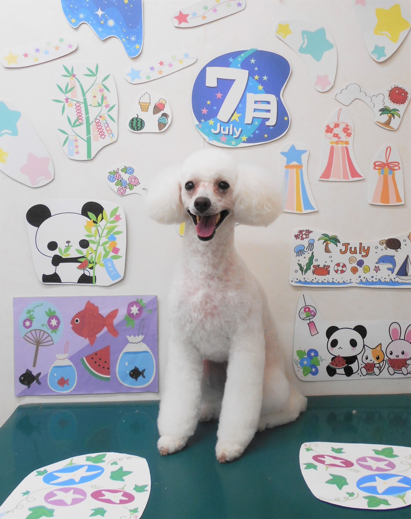 トリミングサロン シュシュどうぶつ病院のトリミングカット-7820の1枚目