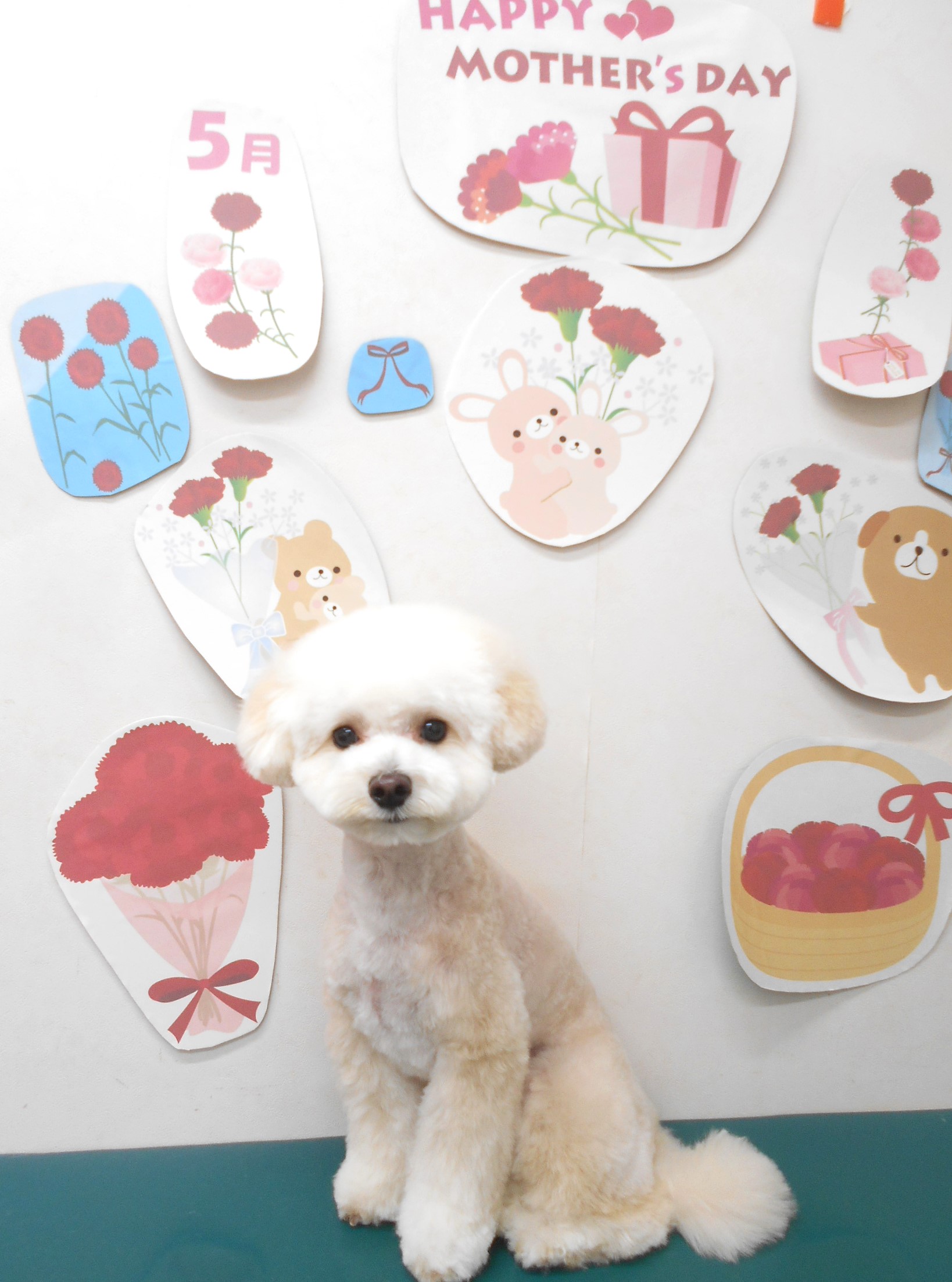 ミックス犬(その他)のトリミングカット シュシュどうぶつ病院の1枚目