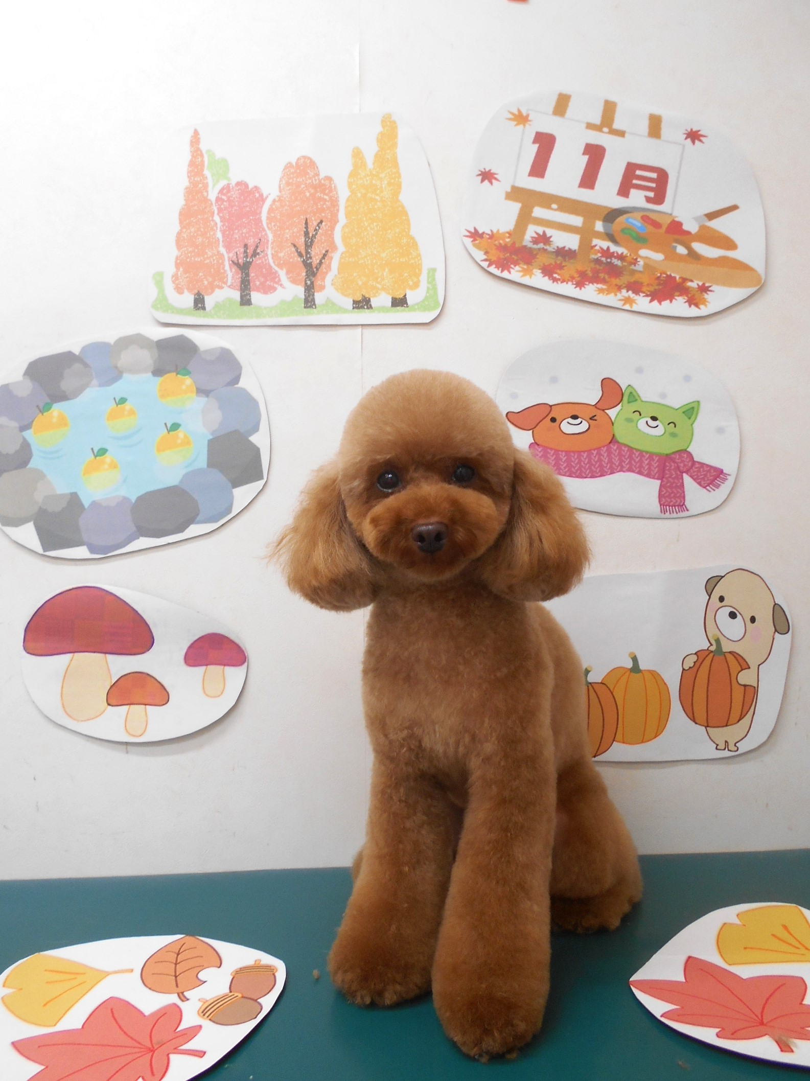 トイプードルのトリミングカット シュシュどうぶつ病院の1枚目