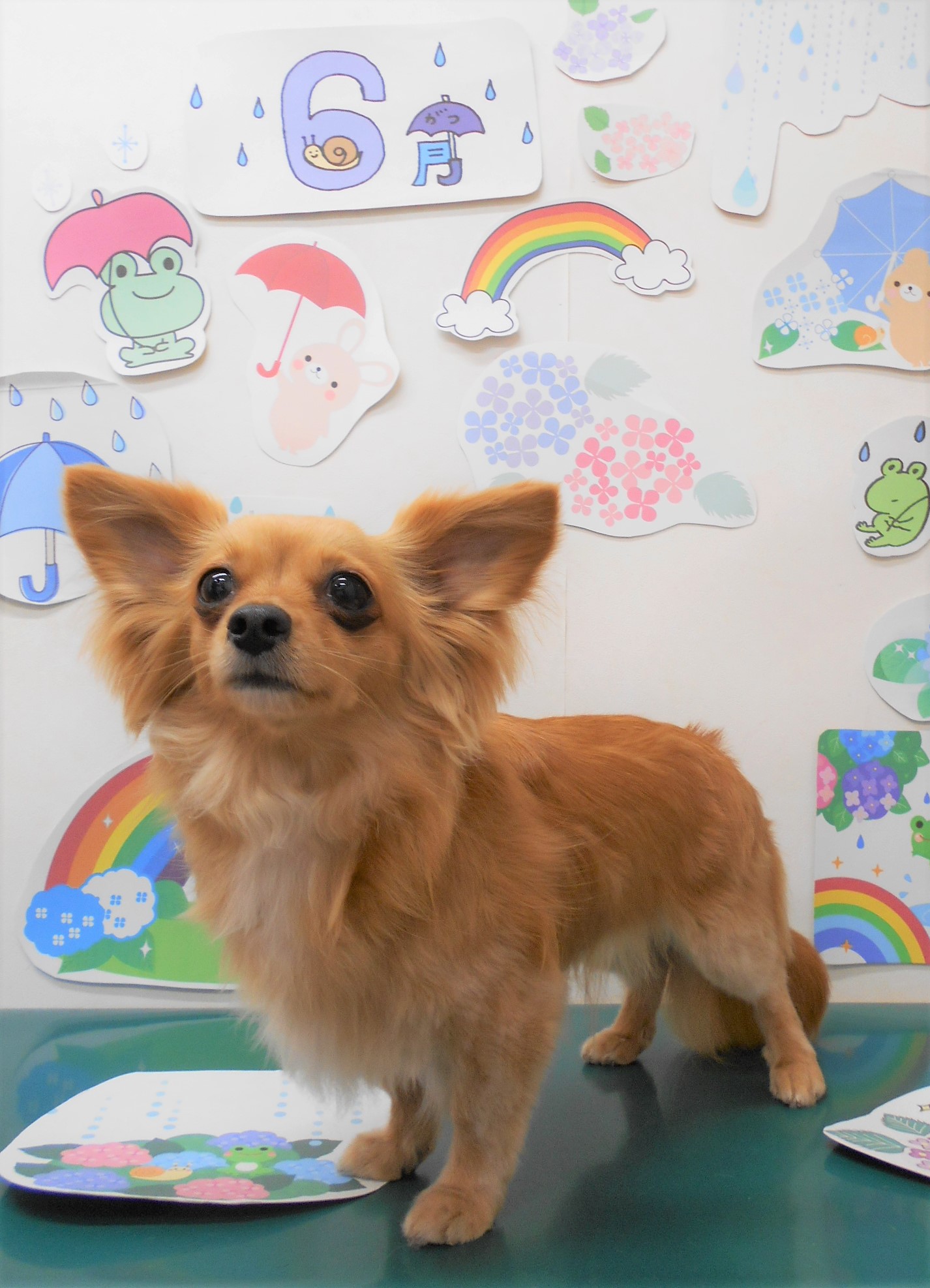 ミックス犬(その他)のトリミングカット シュシュどうぶつ病院の1枚目