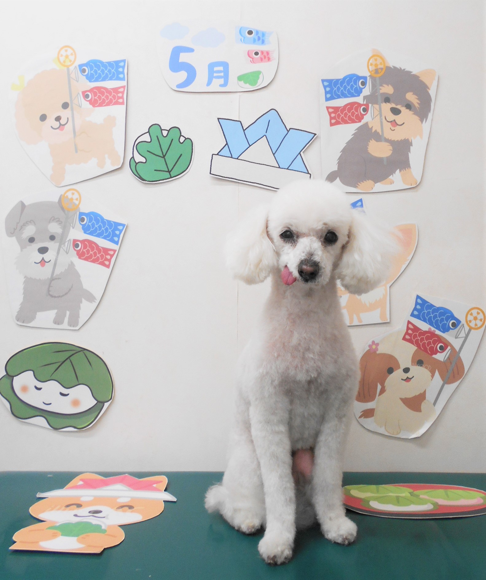 トイプードルのトリミングカット シュシュどうぶつ病院の1枚目