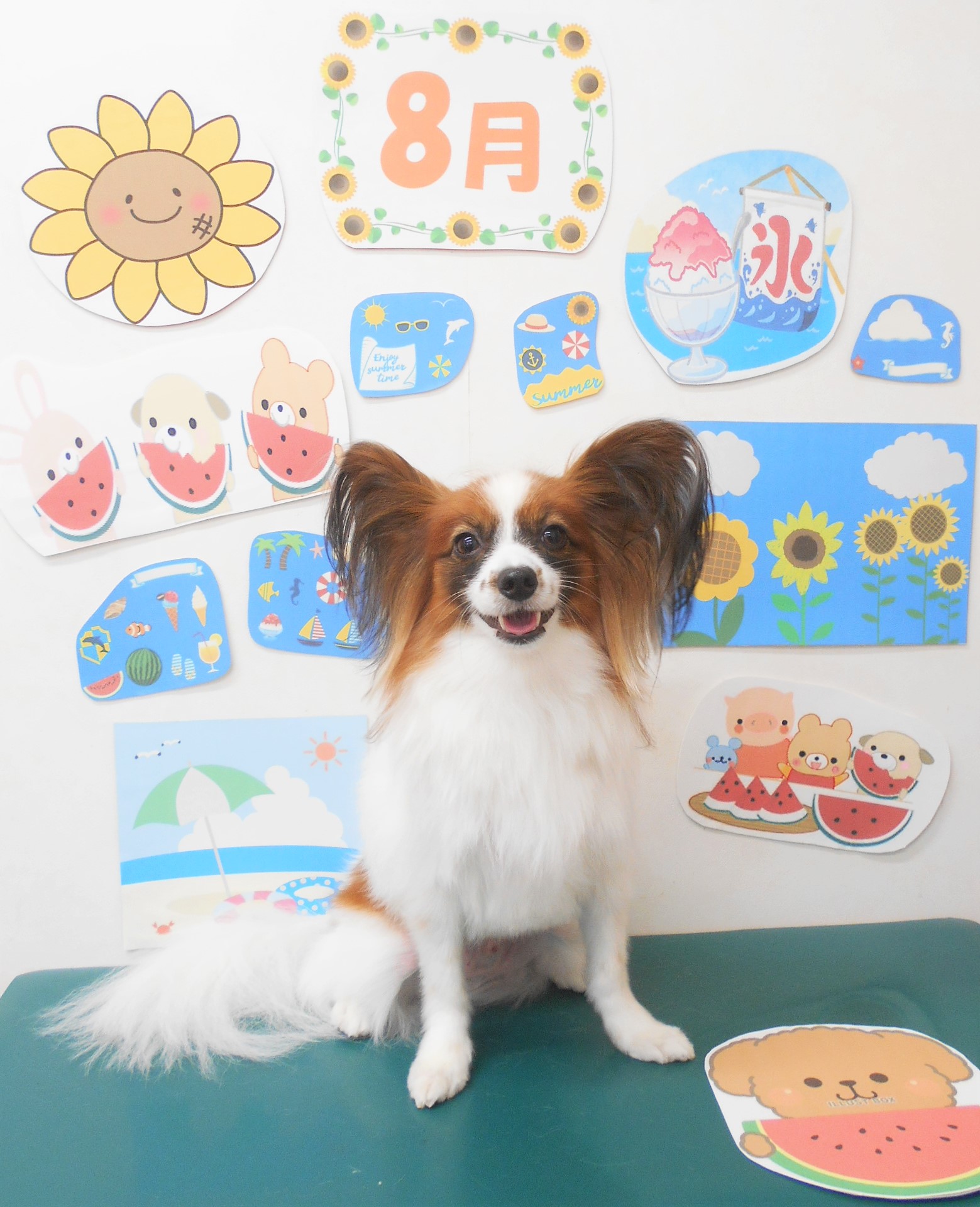 パピヨンのトリミングカット シュシュどうぶつ病院の1枚目