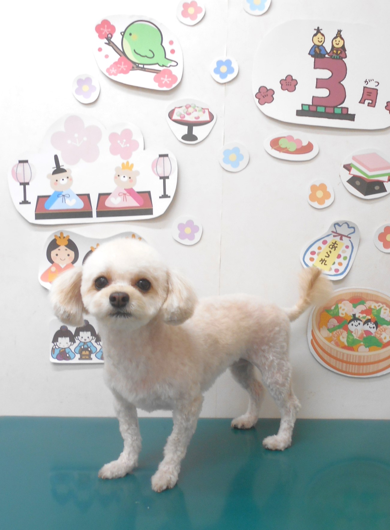 ミックス犬(その他)のトリミングカット シュシュどうぶつ病院の1枚目