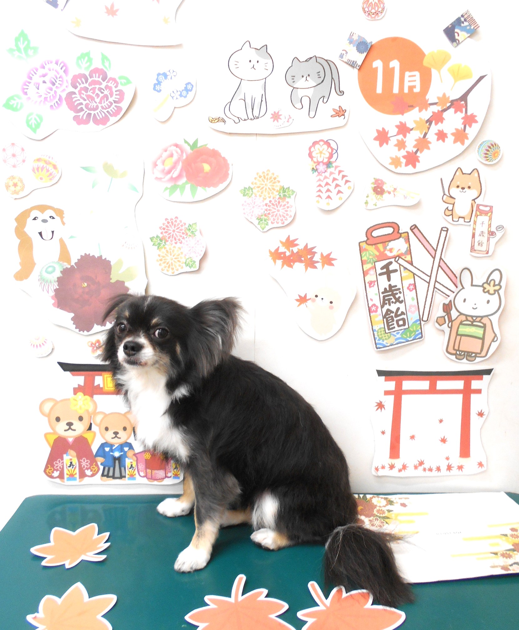チワワのトリミングカット シュシュどうぶつ病院の1枚目