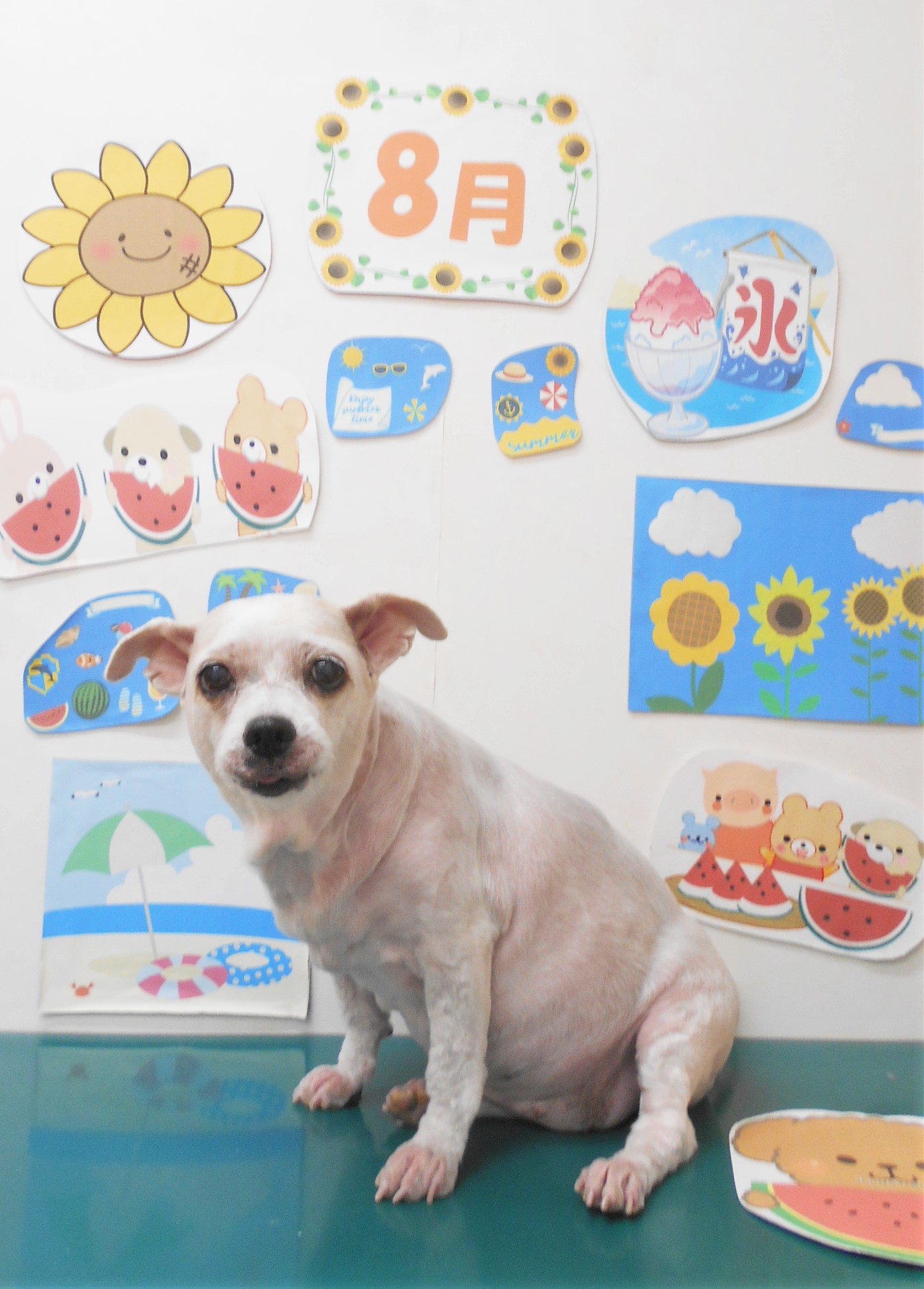 ミックス犬(その他)のトリミングカット シュシュどうぶつ病院の1枚目