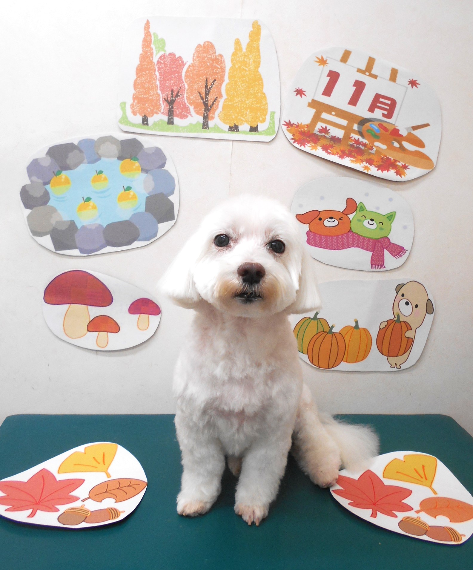 ミックス犬(その他)のトリミングカット シュシュどうぶつ病院の1枚目