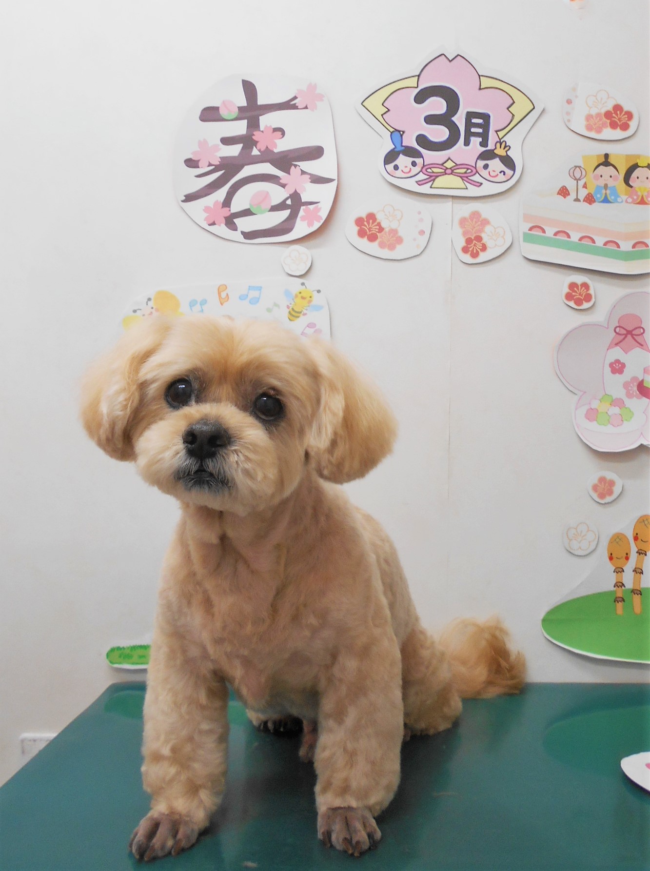 ミックス犬(その他)のトリミングカット シュシュどうぶつ病院の1枚目