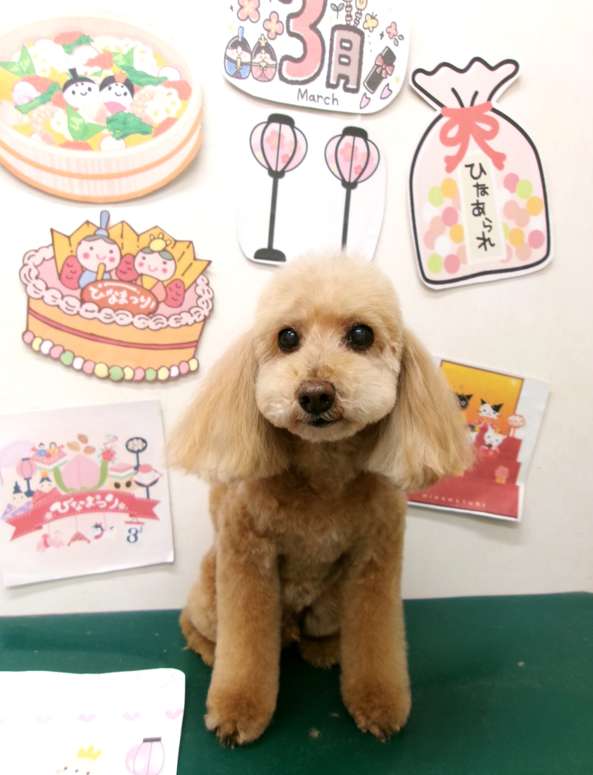 トリミングサロン シュシュどうぶつ病院のトリミングカット-9839の1枚目