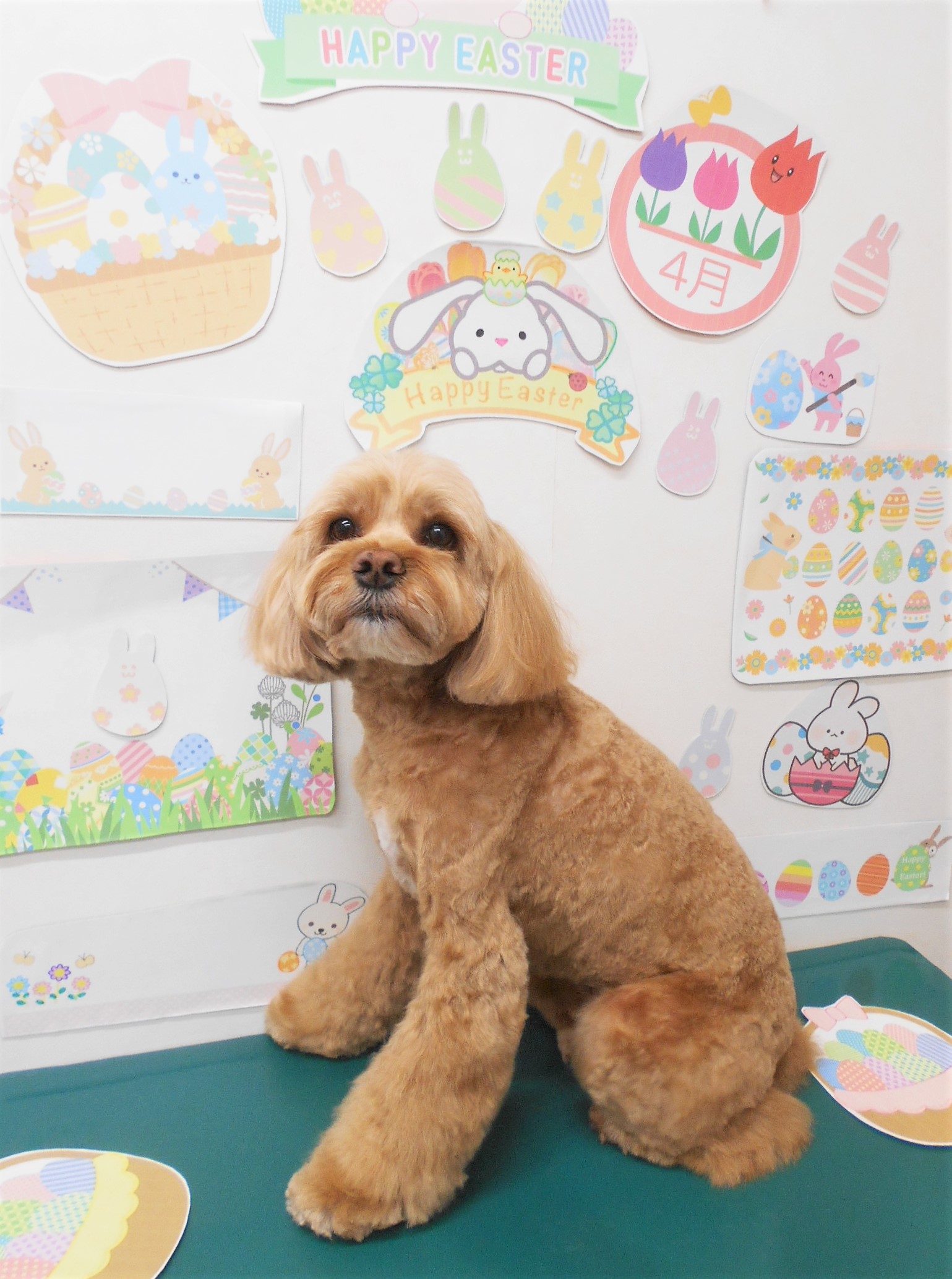 ミックス犬(その他)のトリミングカット シュシュどうぶつ病院の1枚目