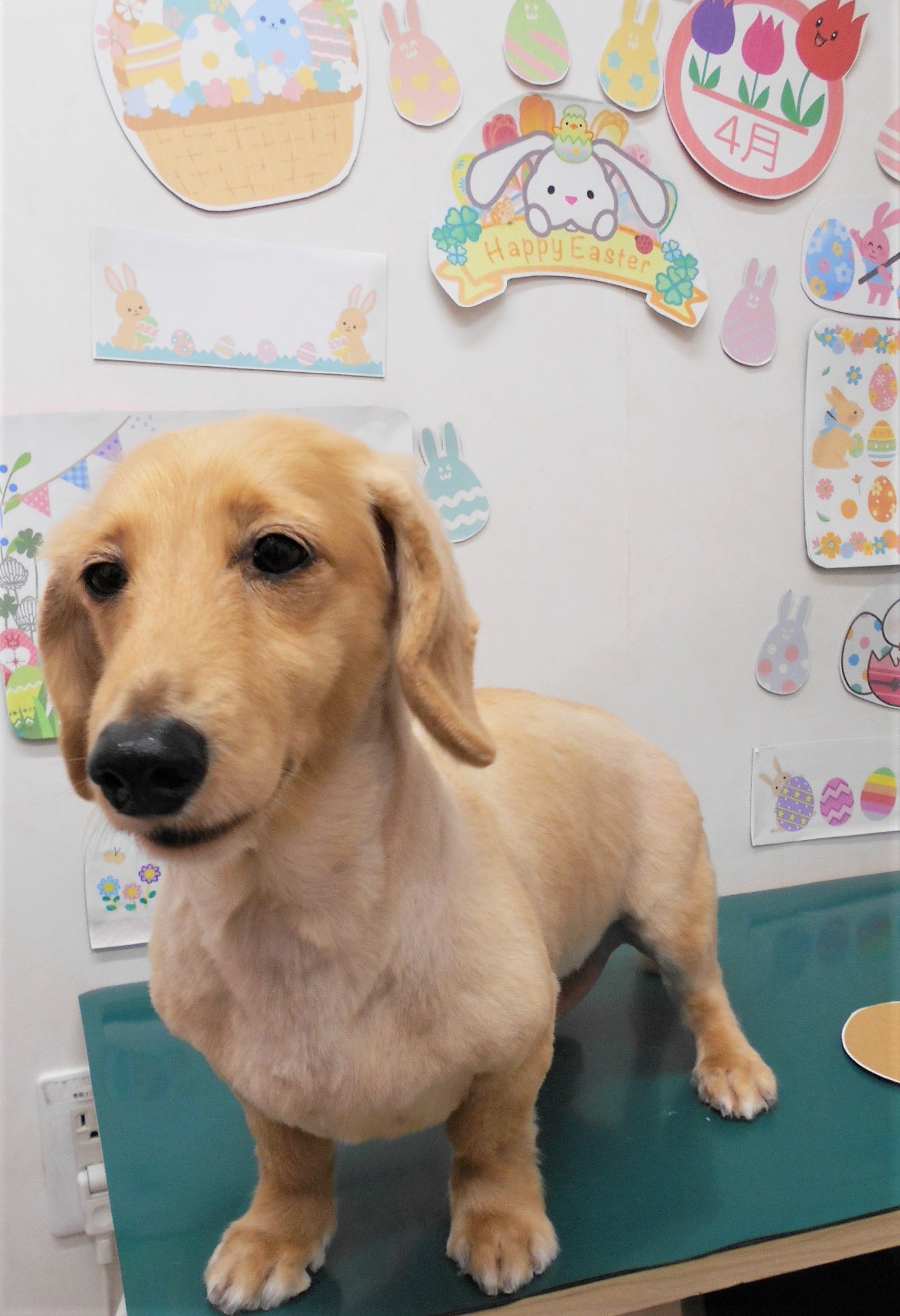 ミニチュアダックスフンドのトリミングカット シュシュどうぶつ病院の1枚目