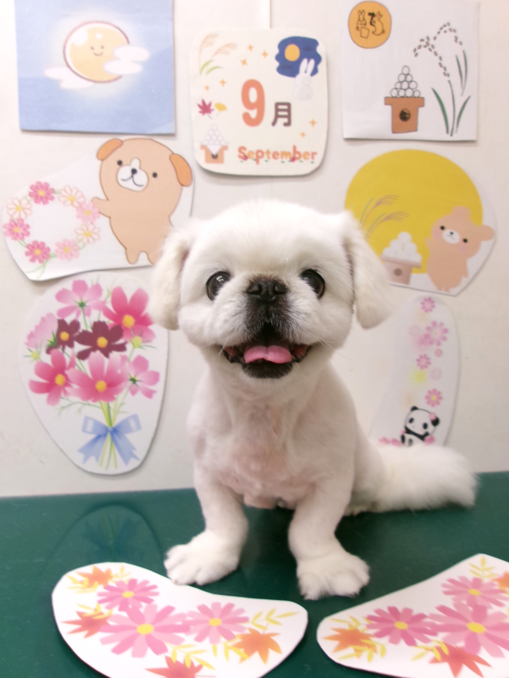 ペキニーズのトリミングカット シュシュどうぶつ病院の1枚目