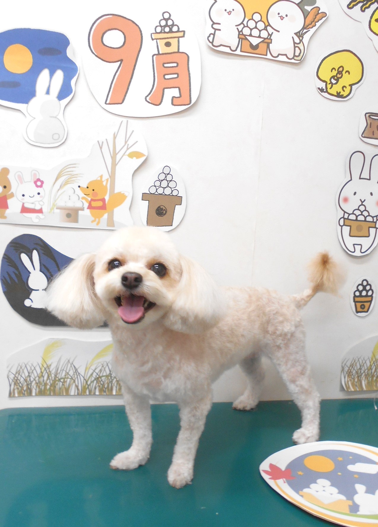 ミックス犬(その他)のトリミングカット シュシュどうぶつ病院の1枚目