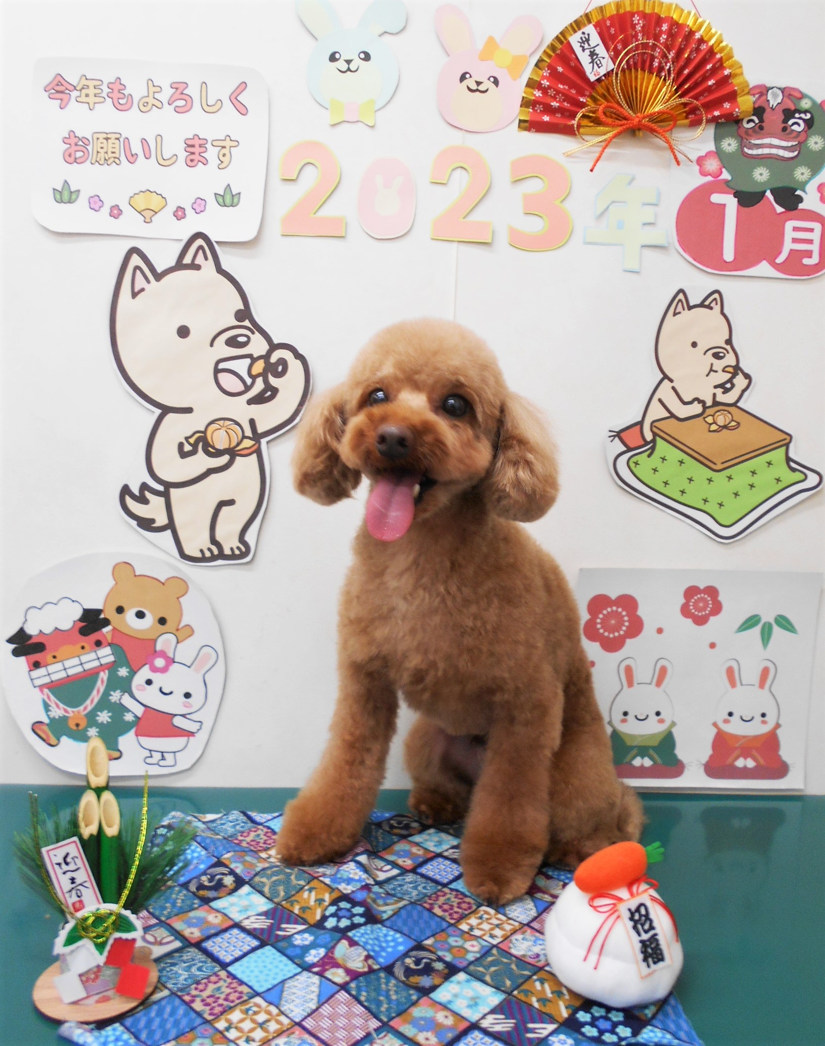 トイプードルのトリミングカット シュシュどうぶつ病院の1枚目