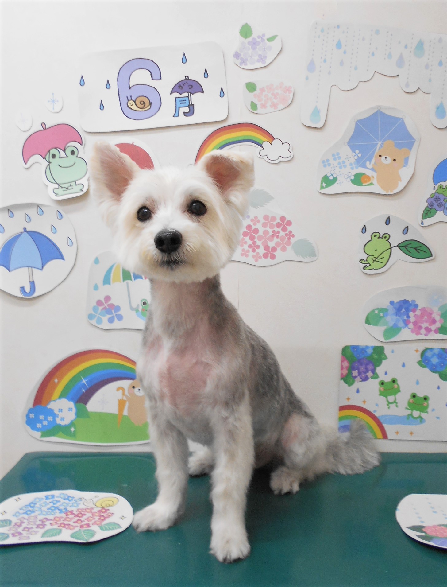 ミックス犬(その他)のトリミングカット シュシュどうぶつ病院の1枚目