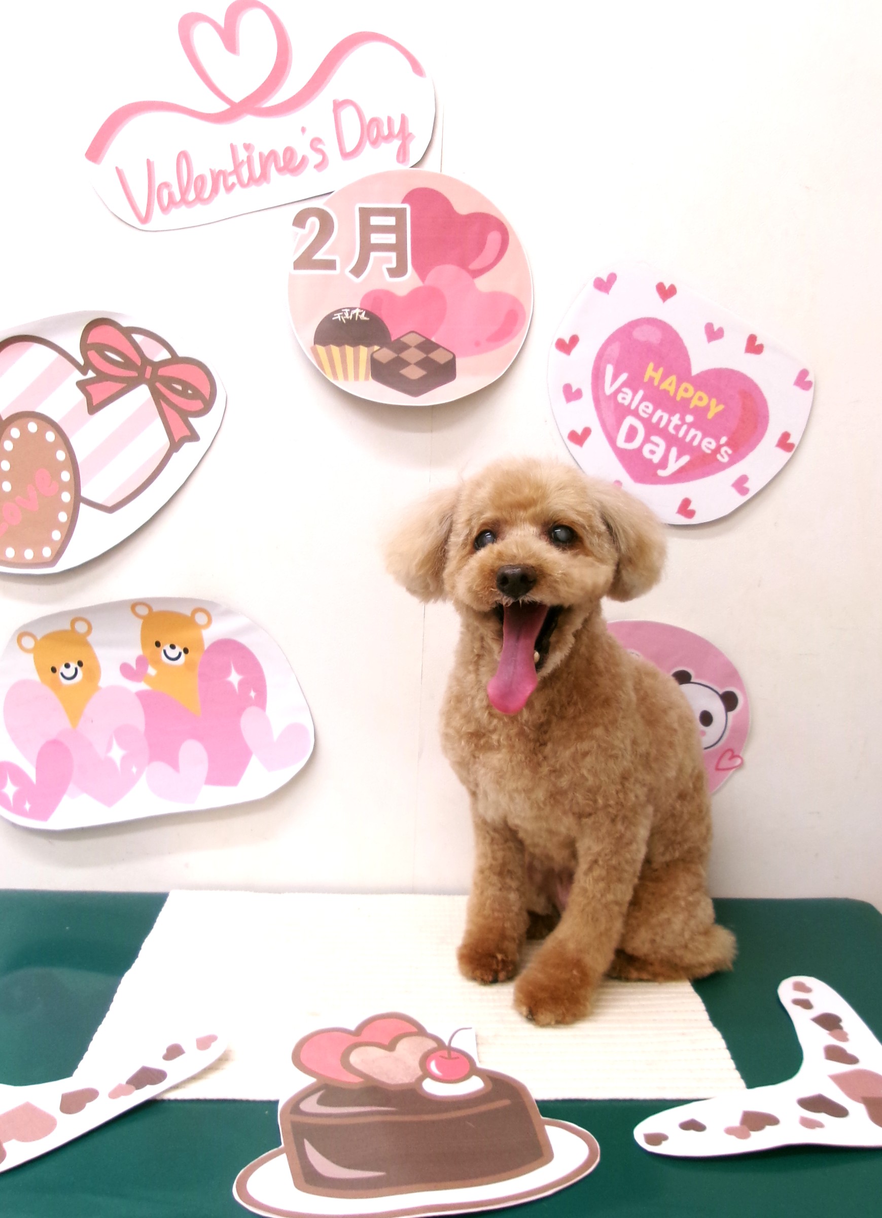 トイプードルのトリミングカット シュシュどうぶつ病院の1枚目