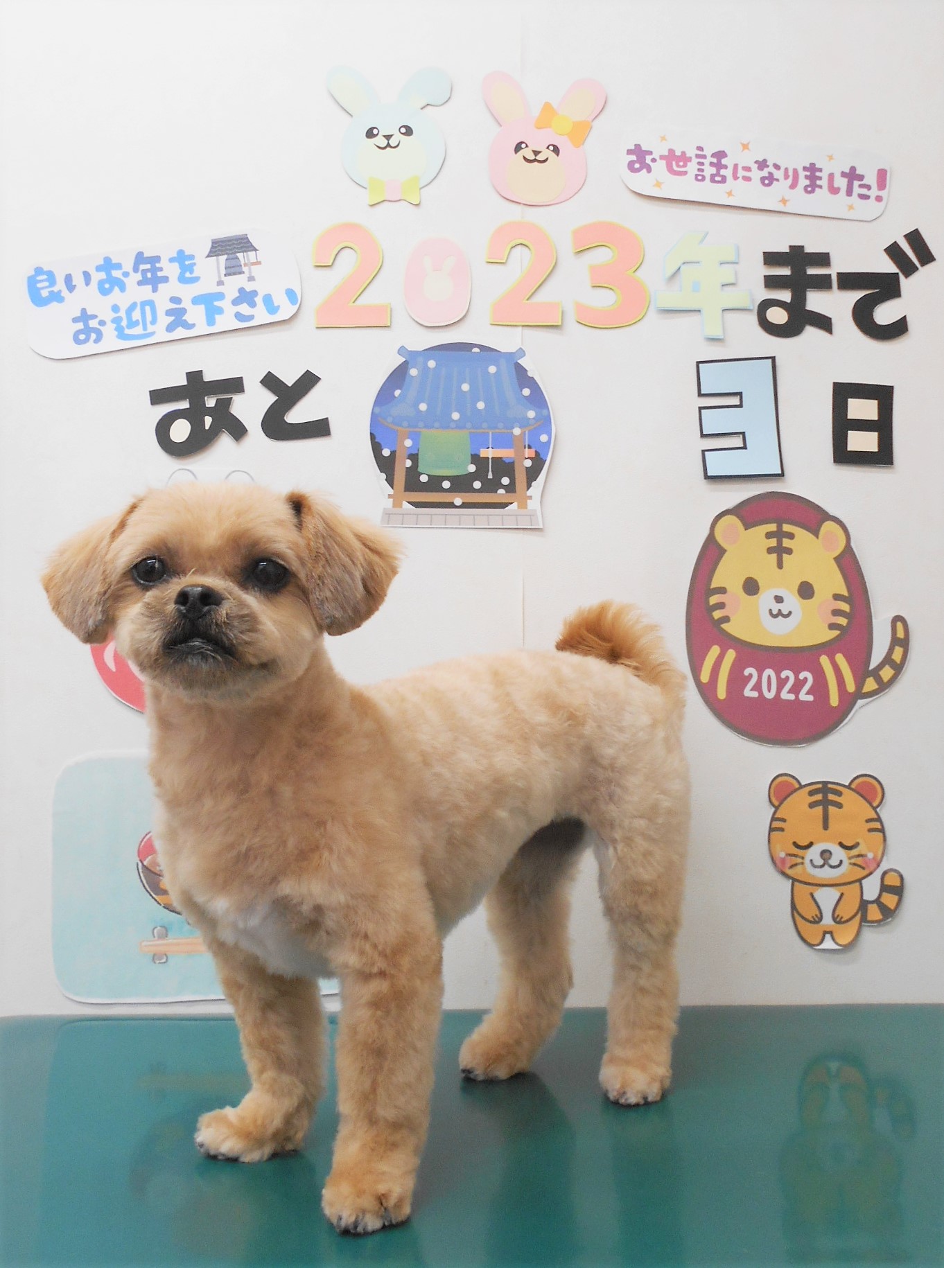 ミックス犬(その他)のトリミングカット シュシュどうぶつ病院の1枚目
