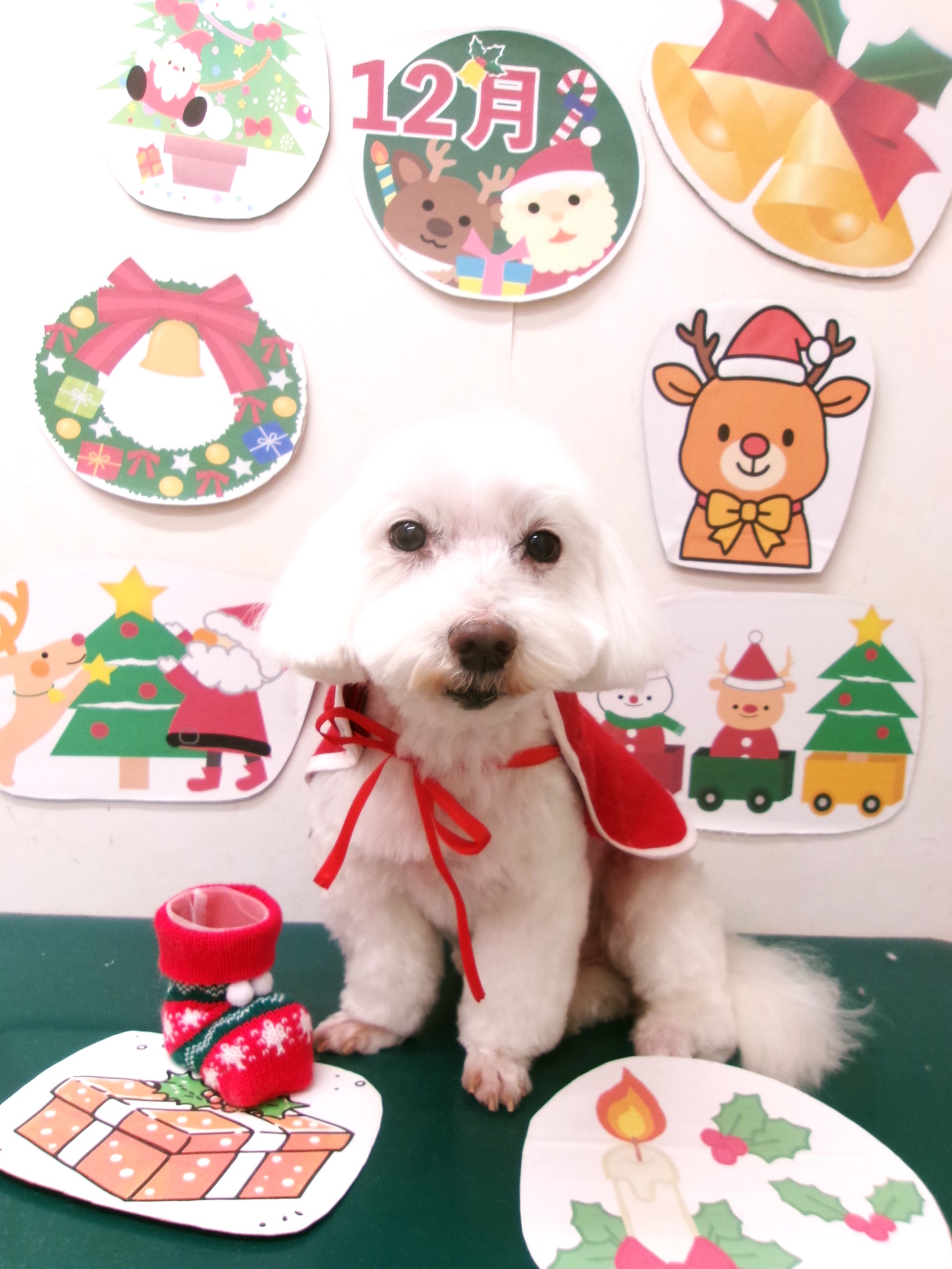 カット例 - シュシュどうぶつ病院