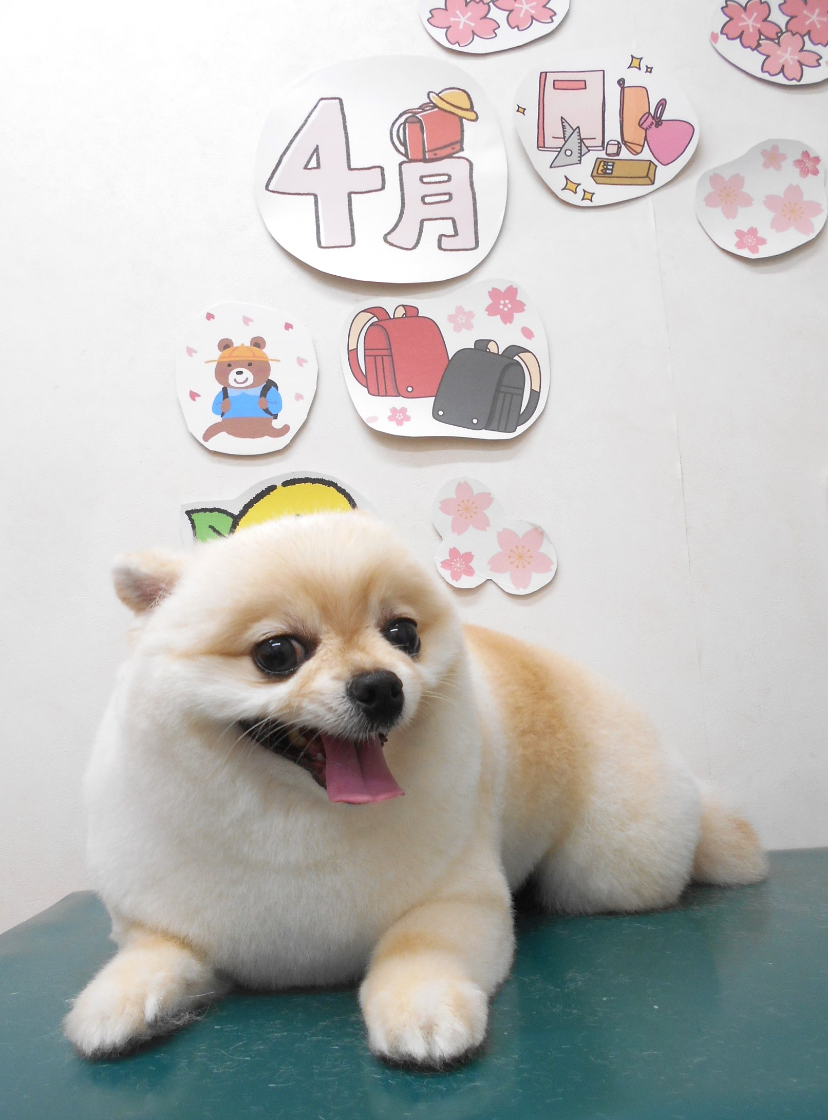 ミックス犬(その他)のトリミングカット シュシュどうぶつ病院の1枚目